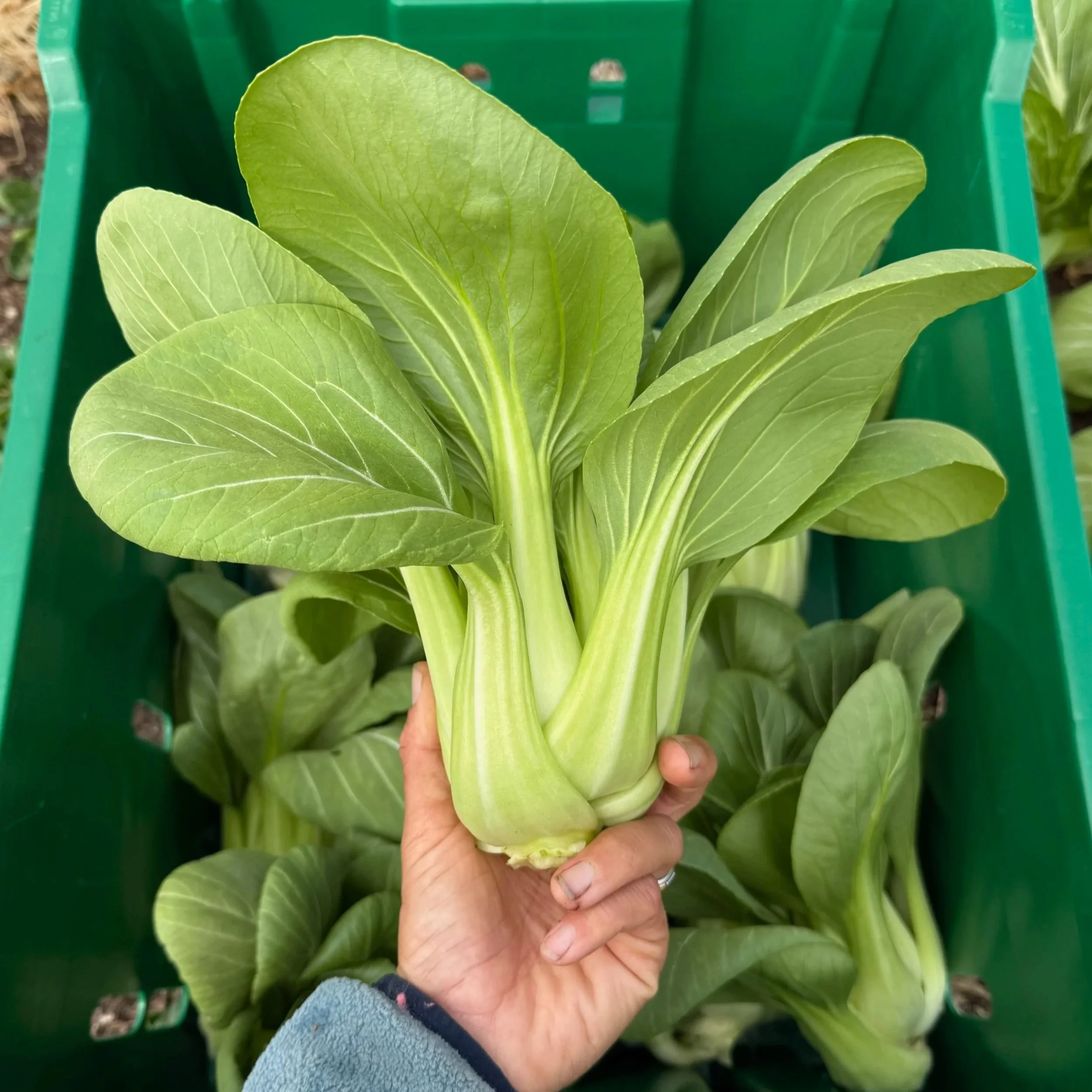 Person holding a bunch of fresh green bok choy in a green crate.