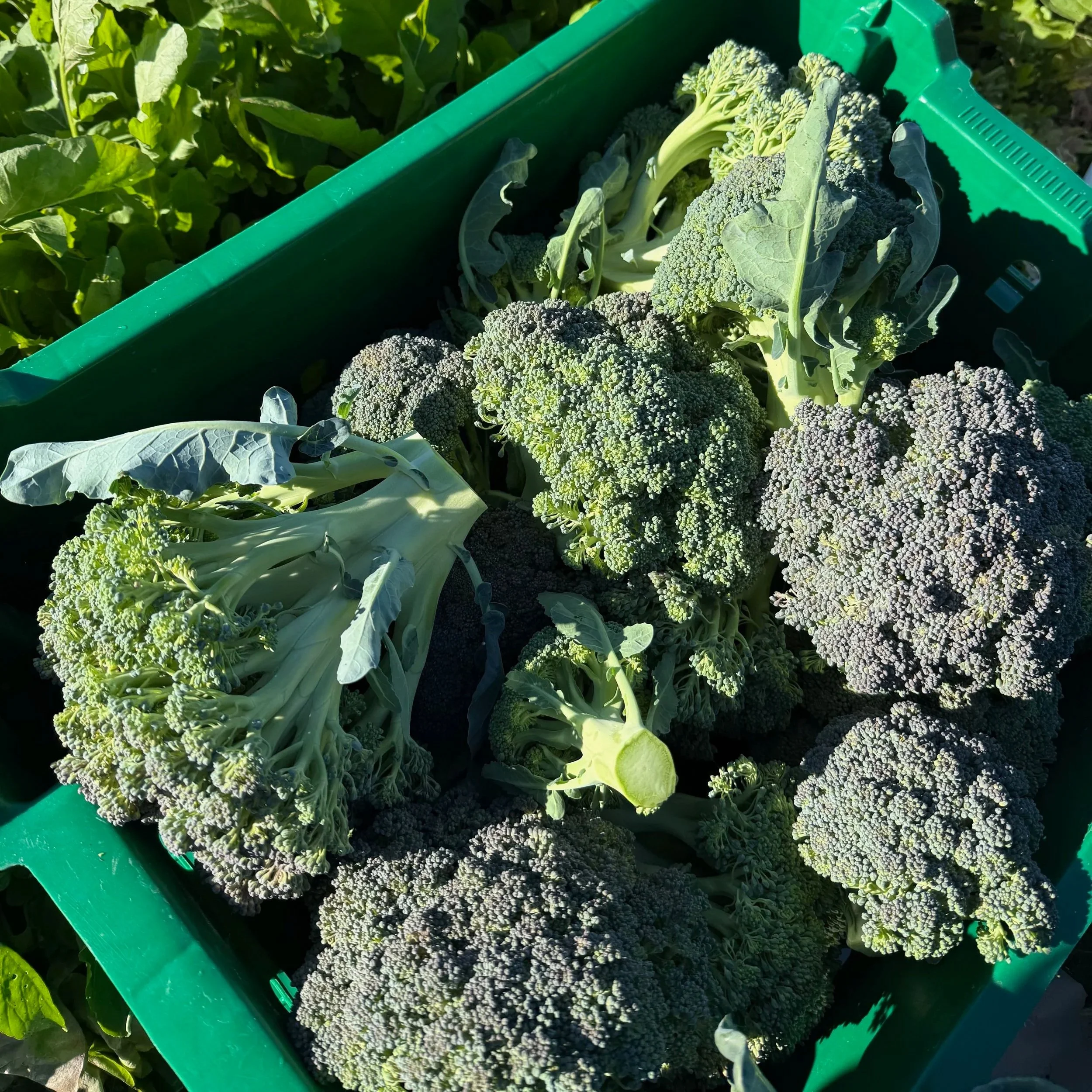 Green basket filled with fresh broccoli heads and leaves, placed on a garden bed.