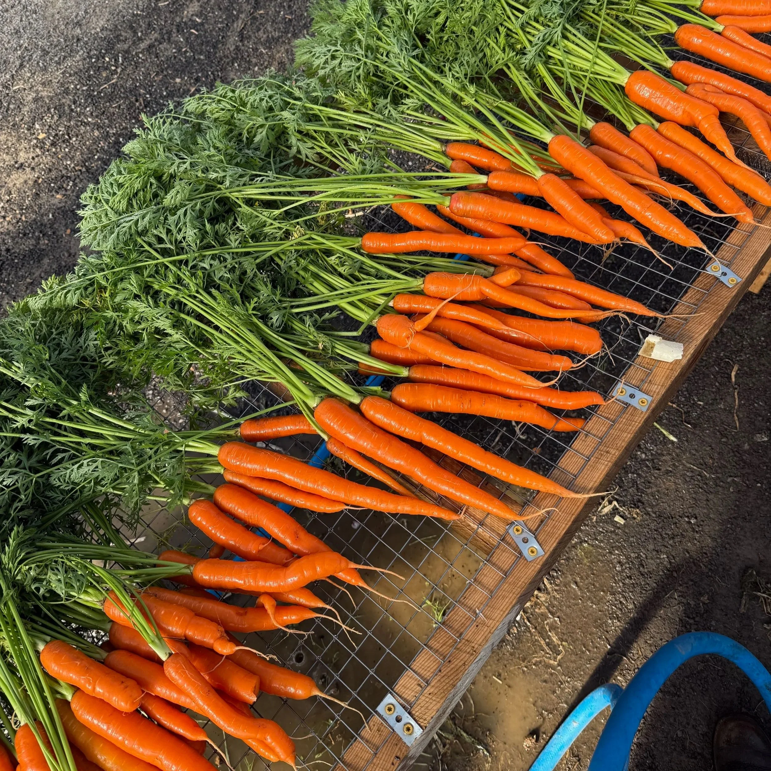 Freshly harvested carrots with green tops lying on a wire mesh table outdoors.