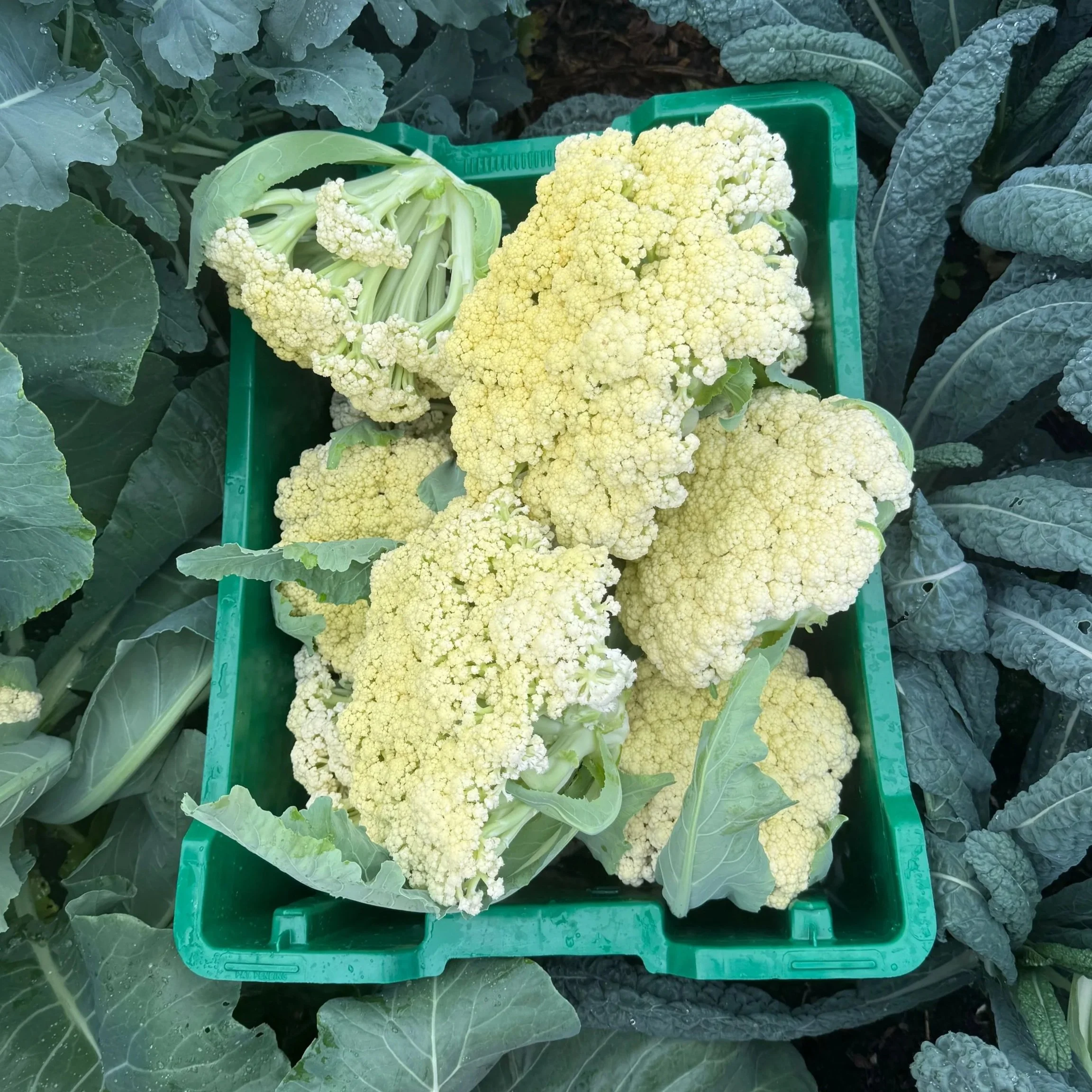 Fresh cauliflower heads in a green plastic basket among green leafy plants.