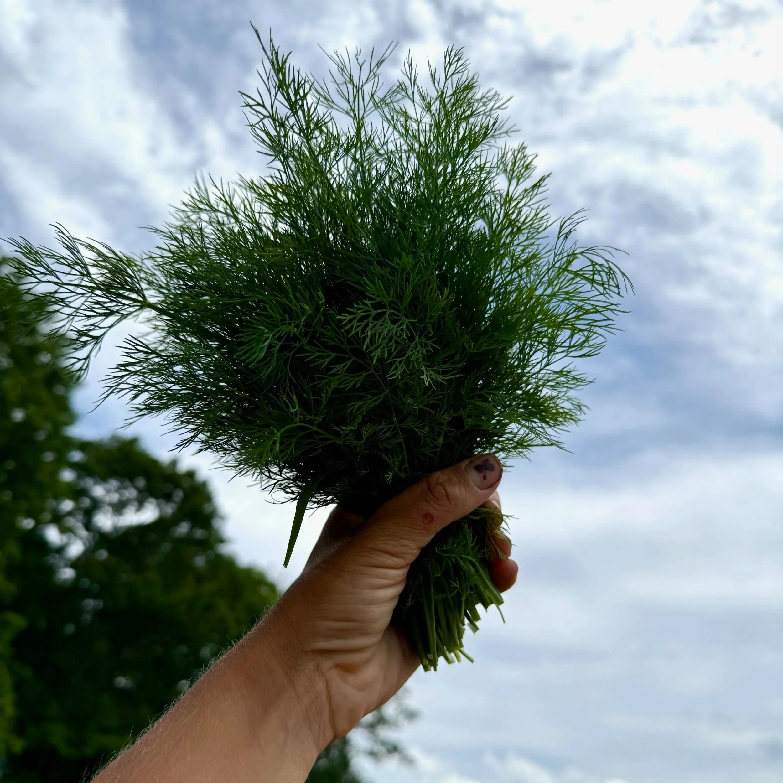 A hand holding a bunch of fresh green herbs, possibly dill or fennel, against a cloudy sky background.