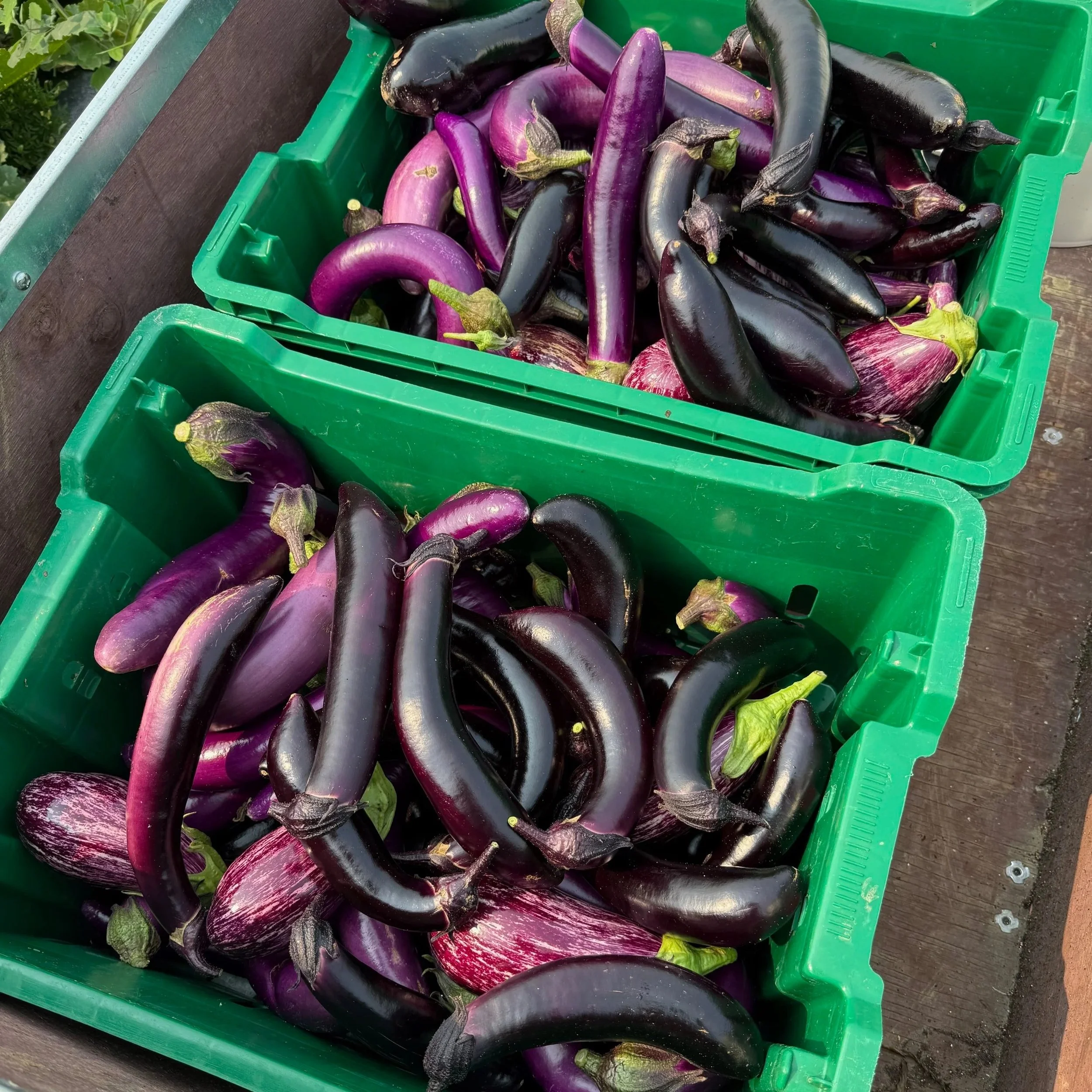 Two green plastic crates filled with fresh eggplants, mostly dark purple, some striped, placed on a wooden surface.