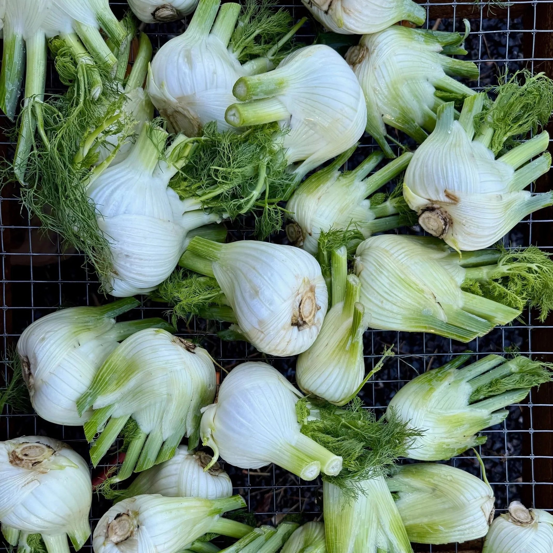 Fresh fennel bulbs with green fronds on a wire rack.