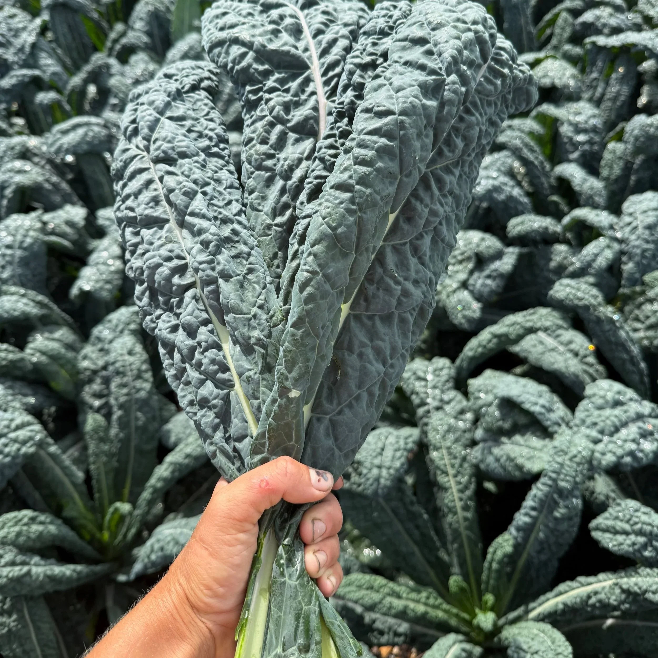 A hand holding a large, textured leaf of a kale plant in a lush green garden.