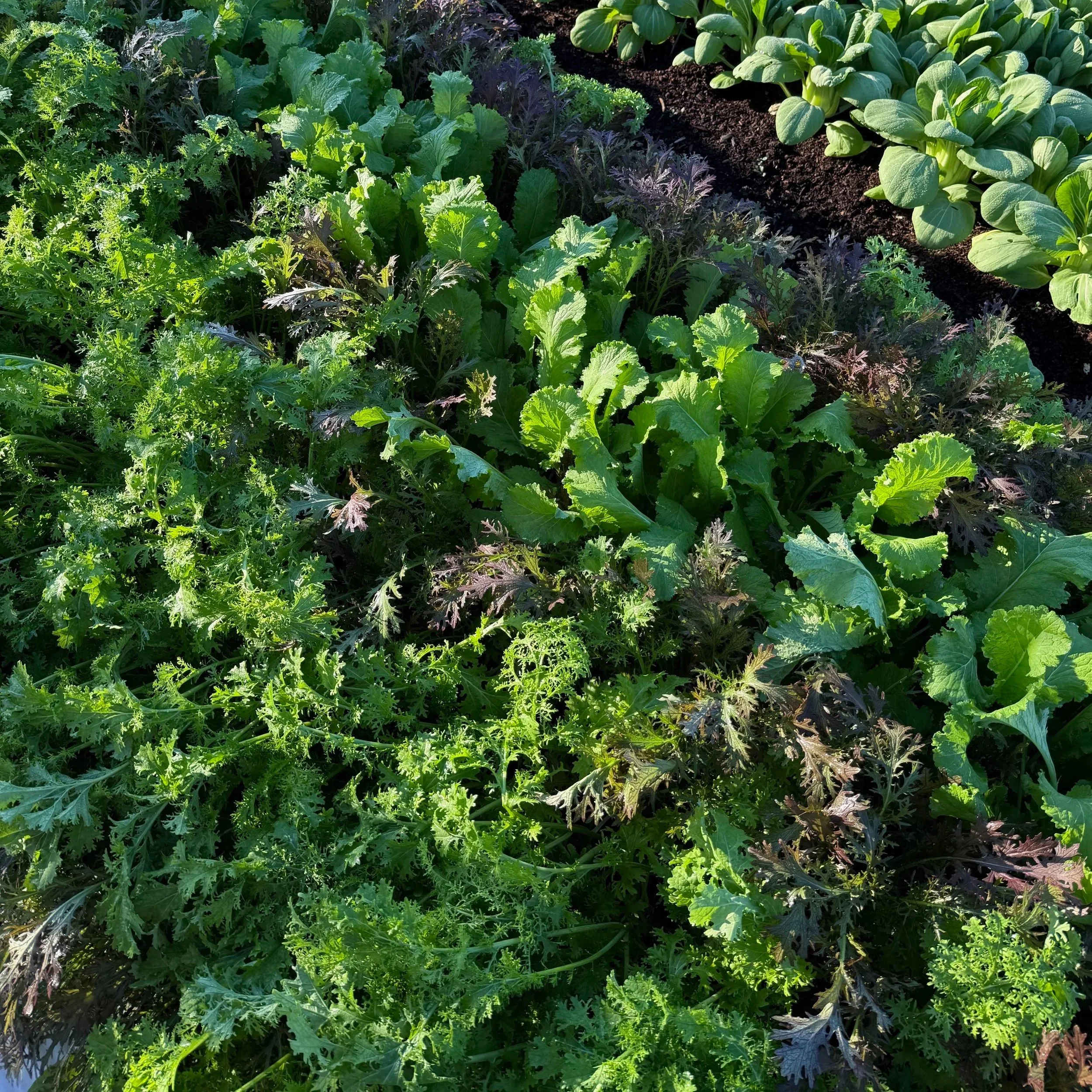 A garden with various leafy green vegetables, including lettuce and kale, growing in rows with dark soil visible in between.