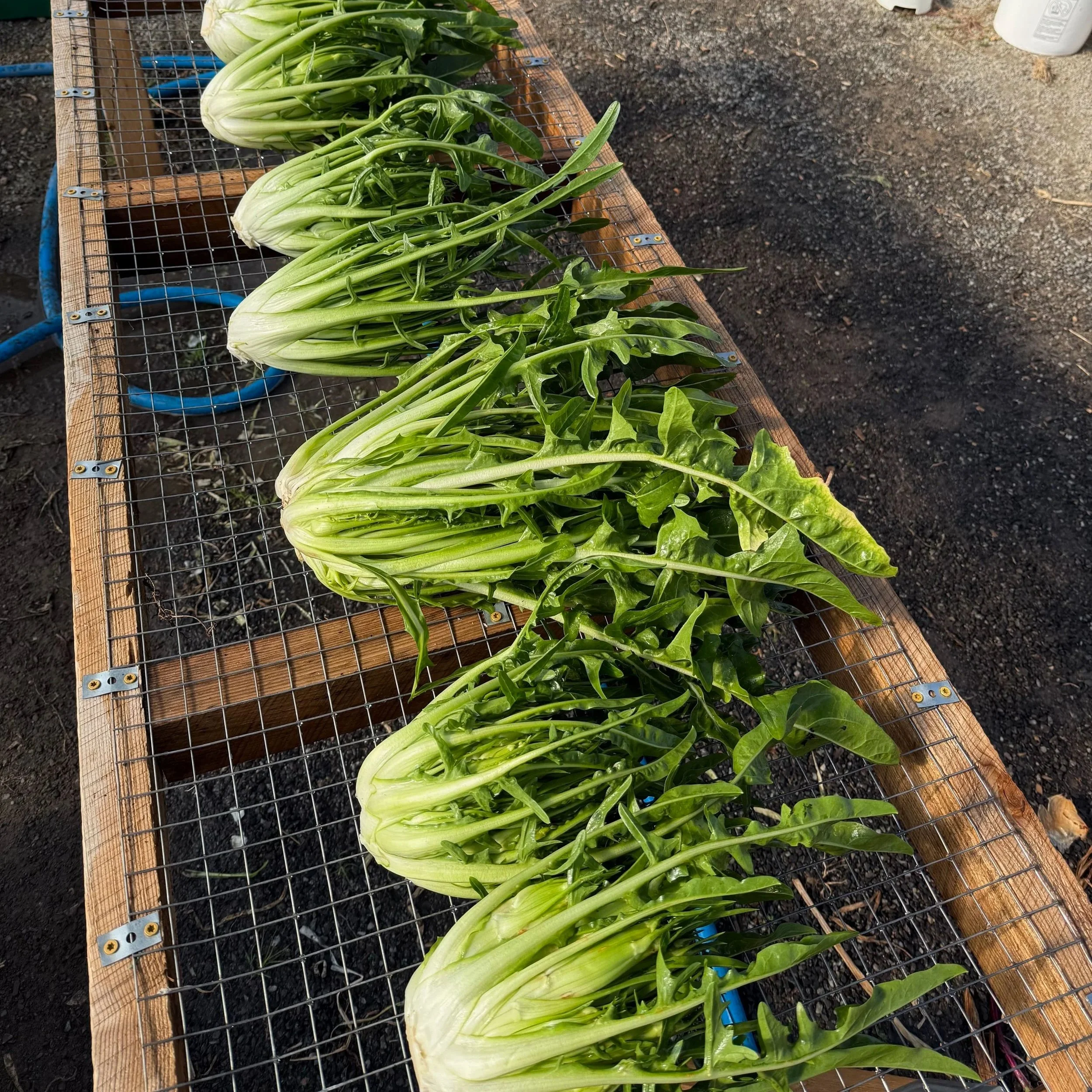Freshly harvested green leafy vegetables, including bok choy and spinach, laid out on a wire mesh table outdoors.