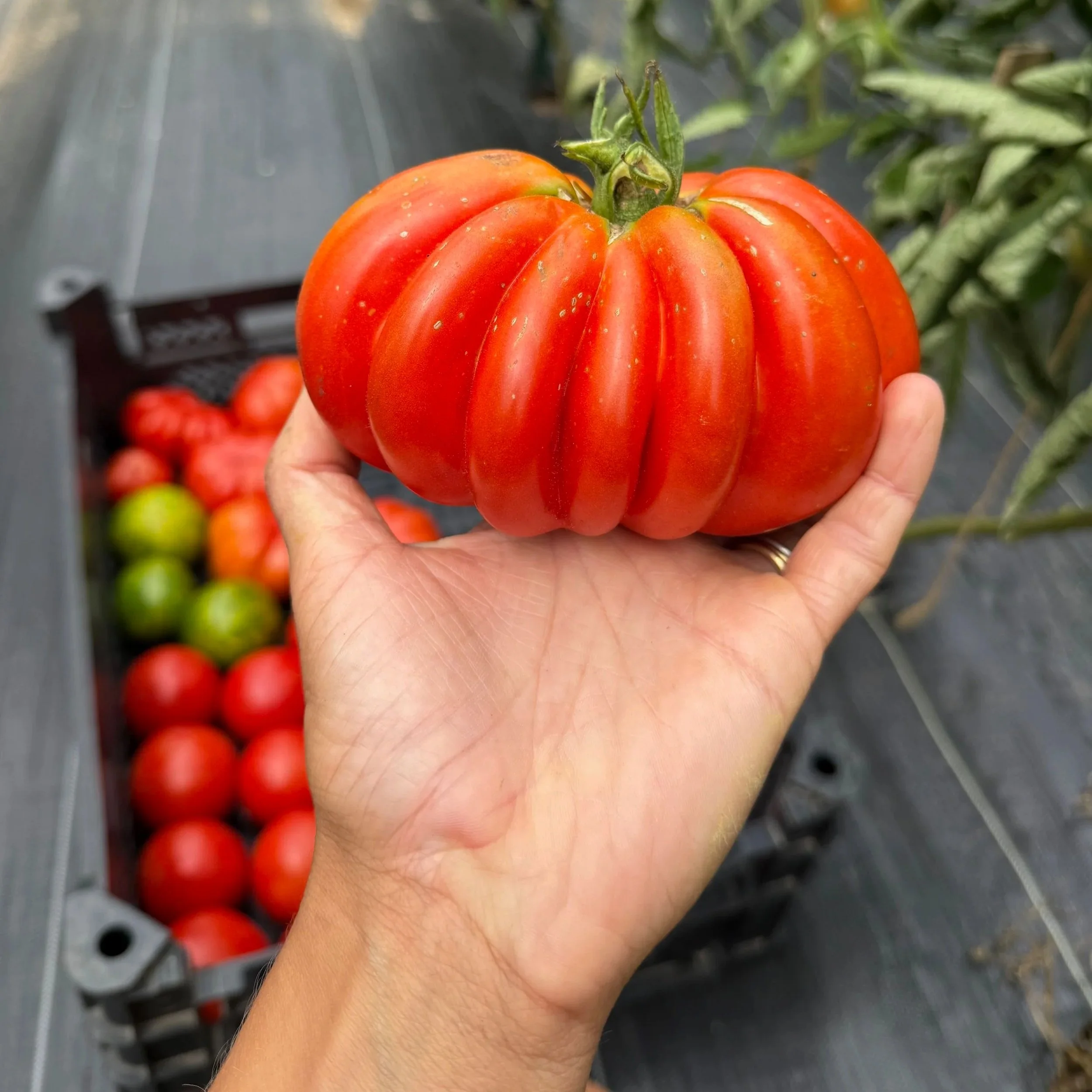 Person holding a large, ripe heirloom tomato with deep ridges, over a tray of other tomatoes and green produce in a greenhouse.