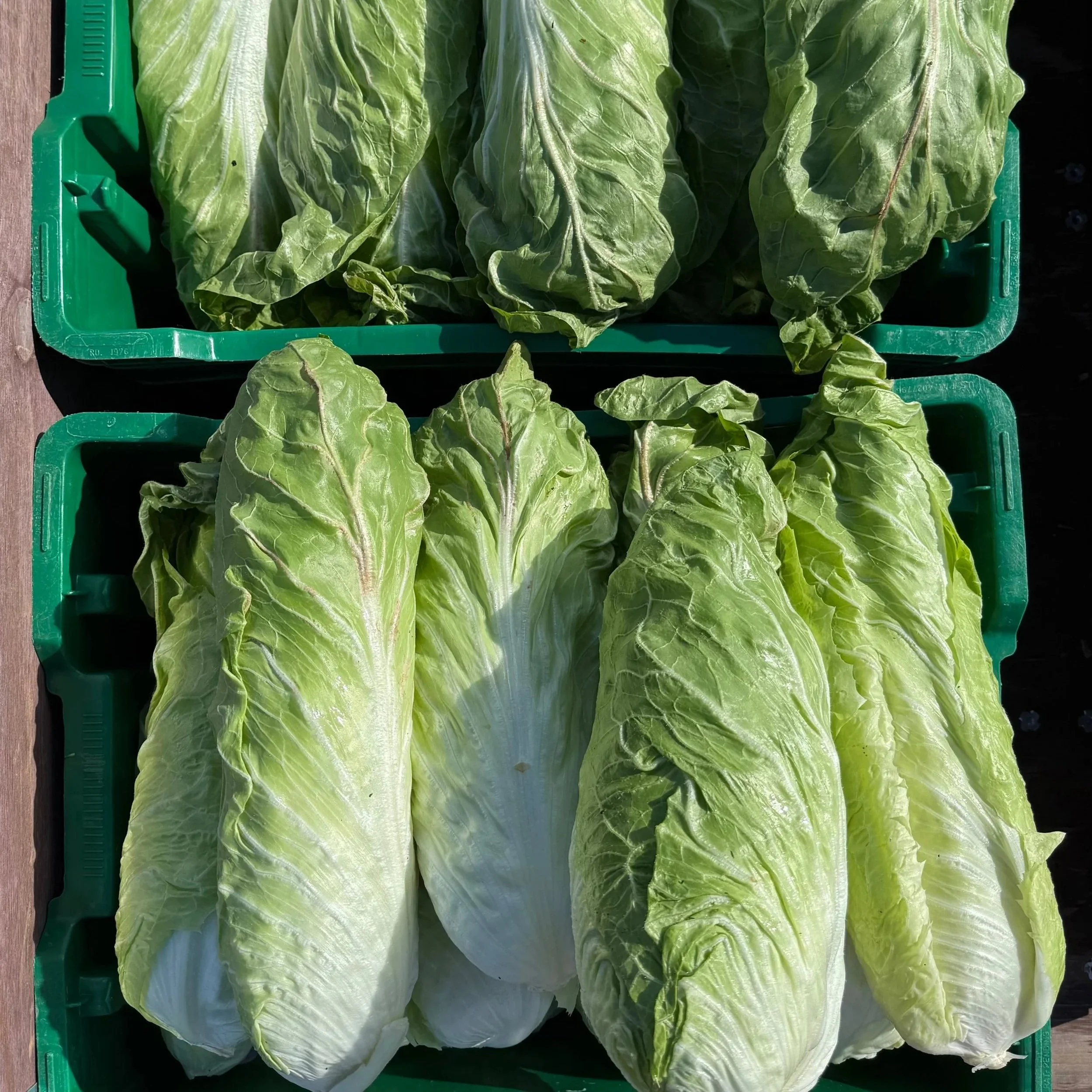 Fresh romaine lettuce heads in green crates outdoors.