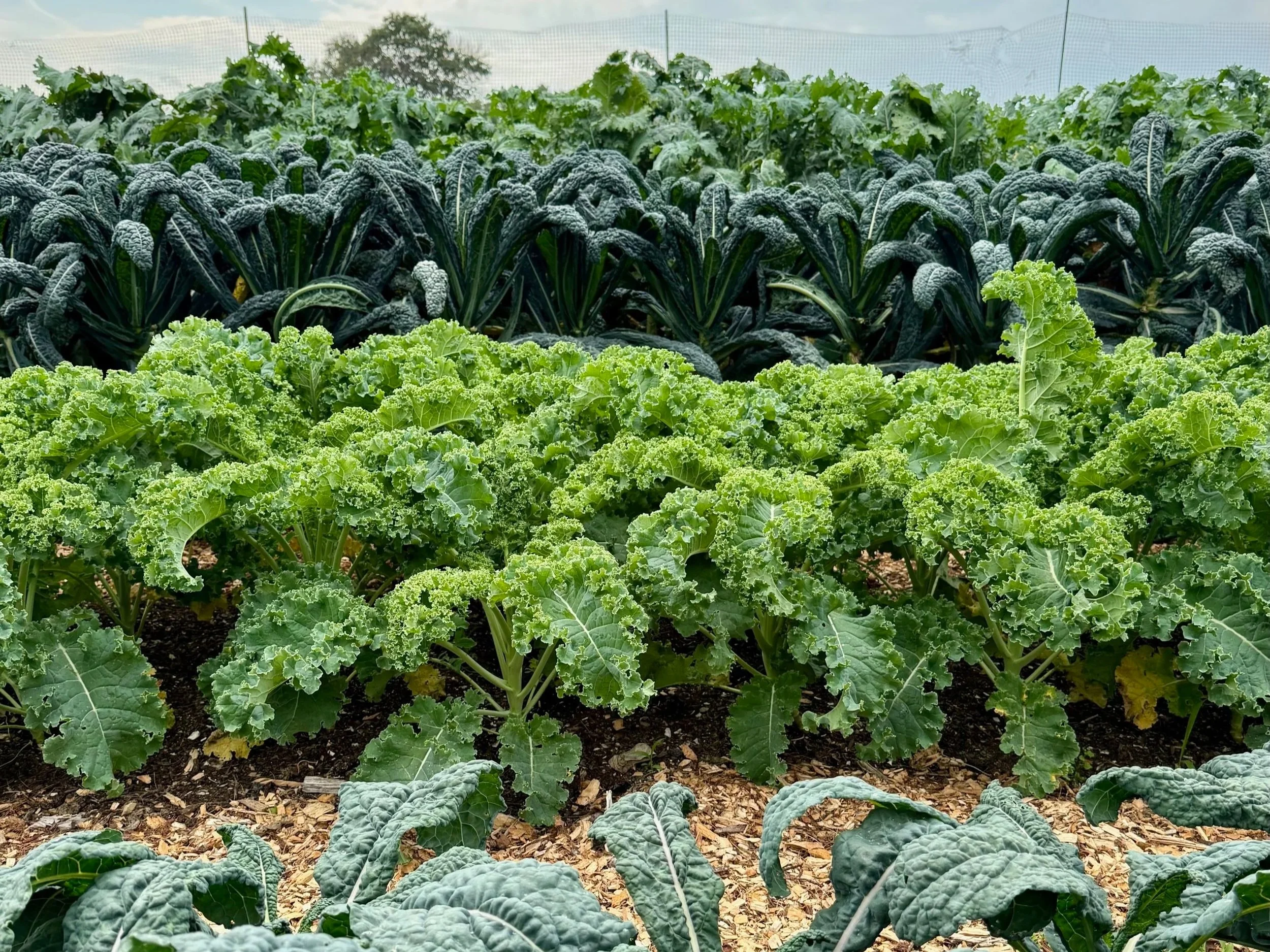 Rows of green leafy vegetables growing in a farm, including kale and possibly other greens.