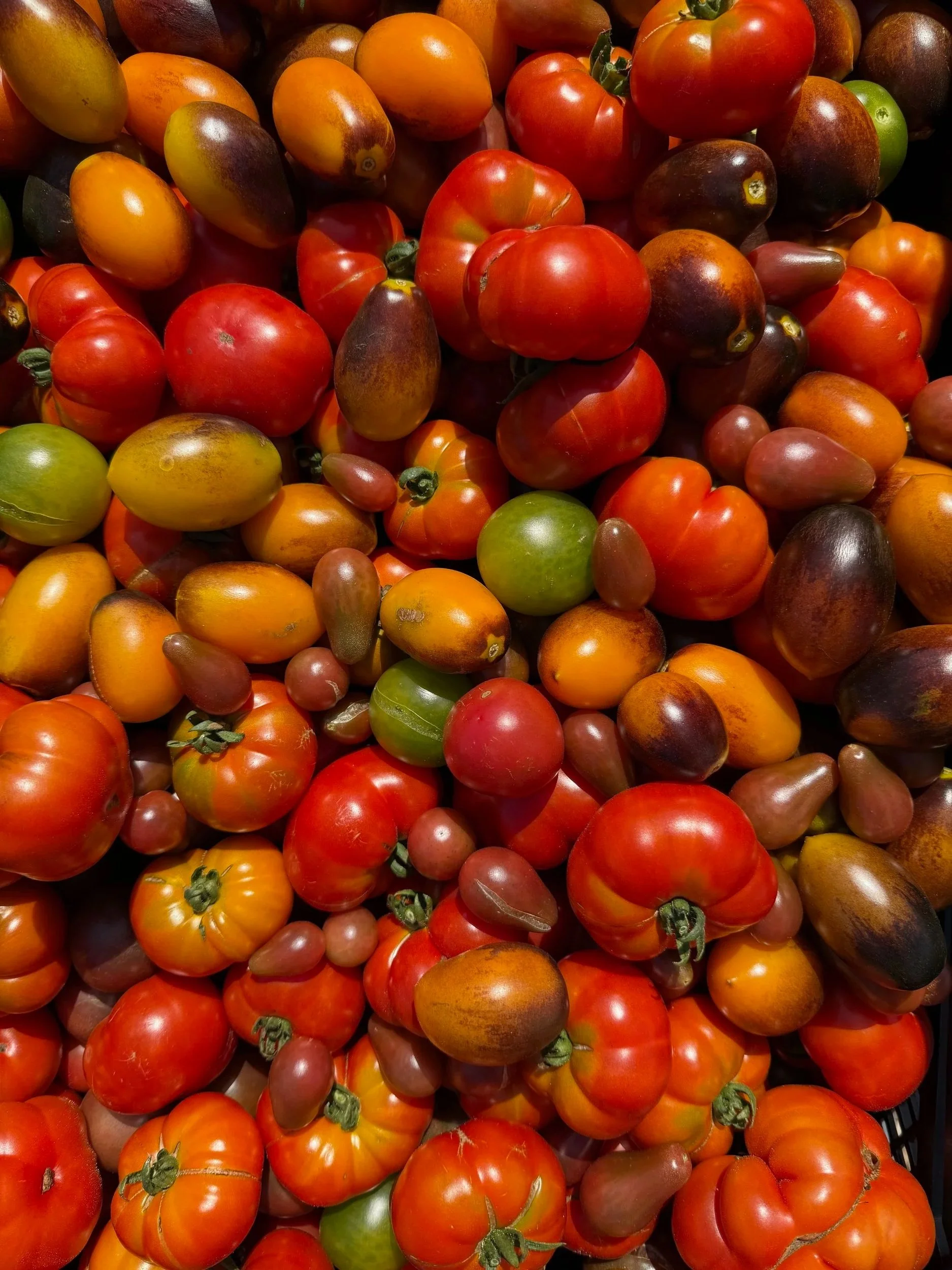 A pile of assorted heirloom tomatoes in various colors including red, green, yellow, and purple, with different shapes and sizes.