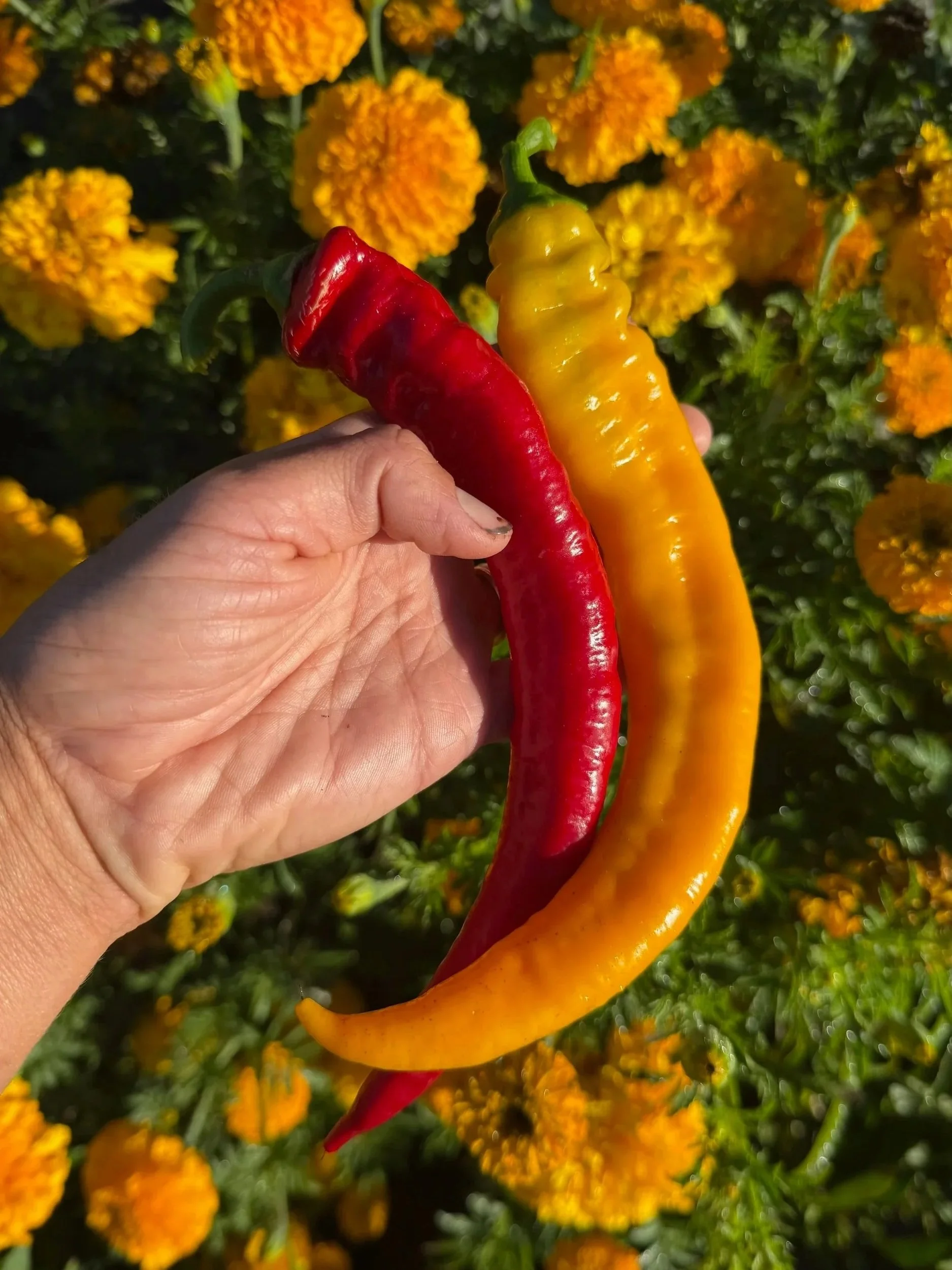 A hand holding a red chili and a yellow chili against a background of yellow marigold flowers.