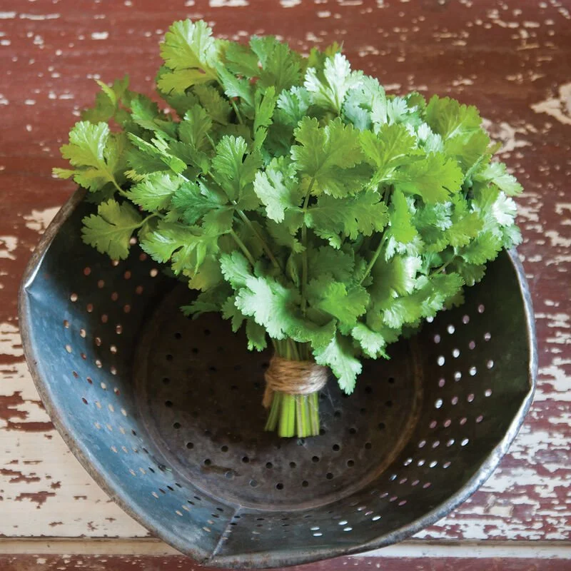 Fresh cilantro bunch tied with string in a metal colander on a wooden surface.