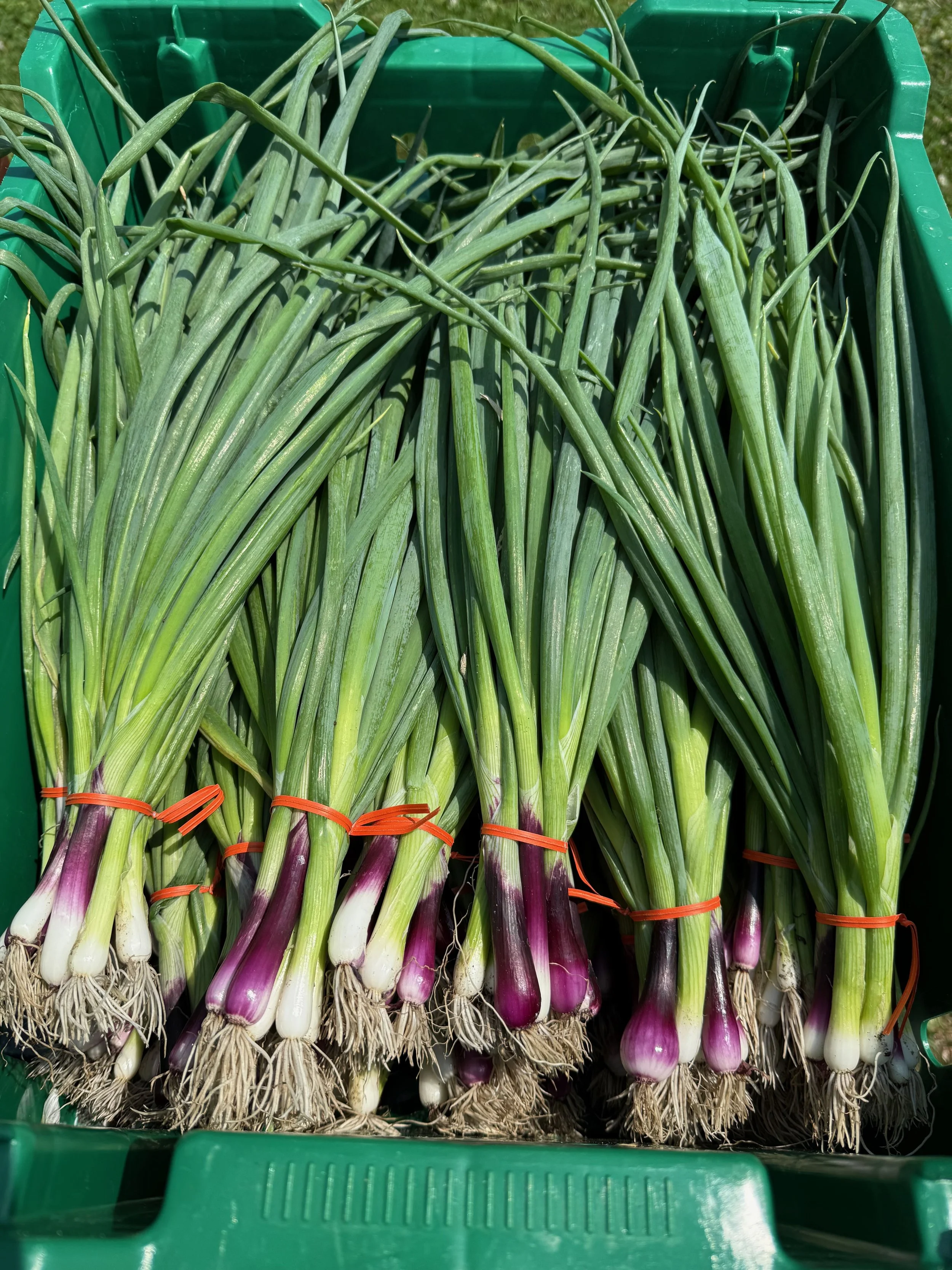 Fresh green onions with purplish bulb roots, bundled with orange rubber bands, in a green plastic crate.