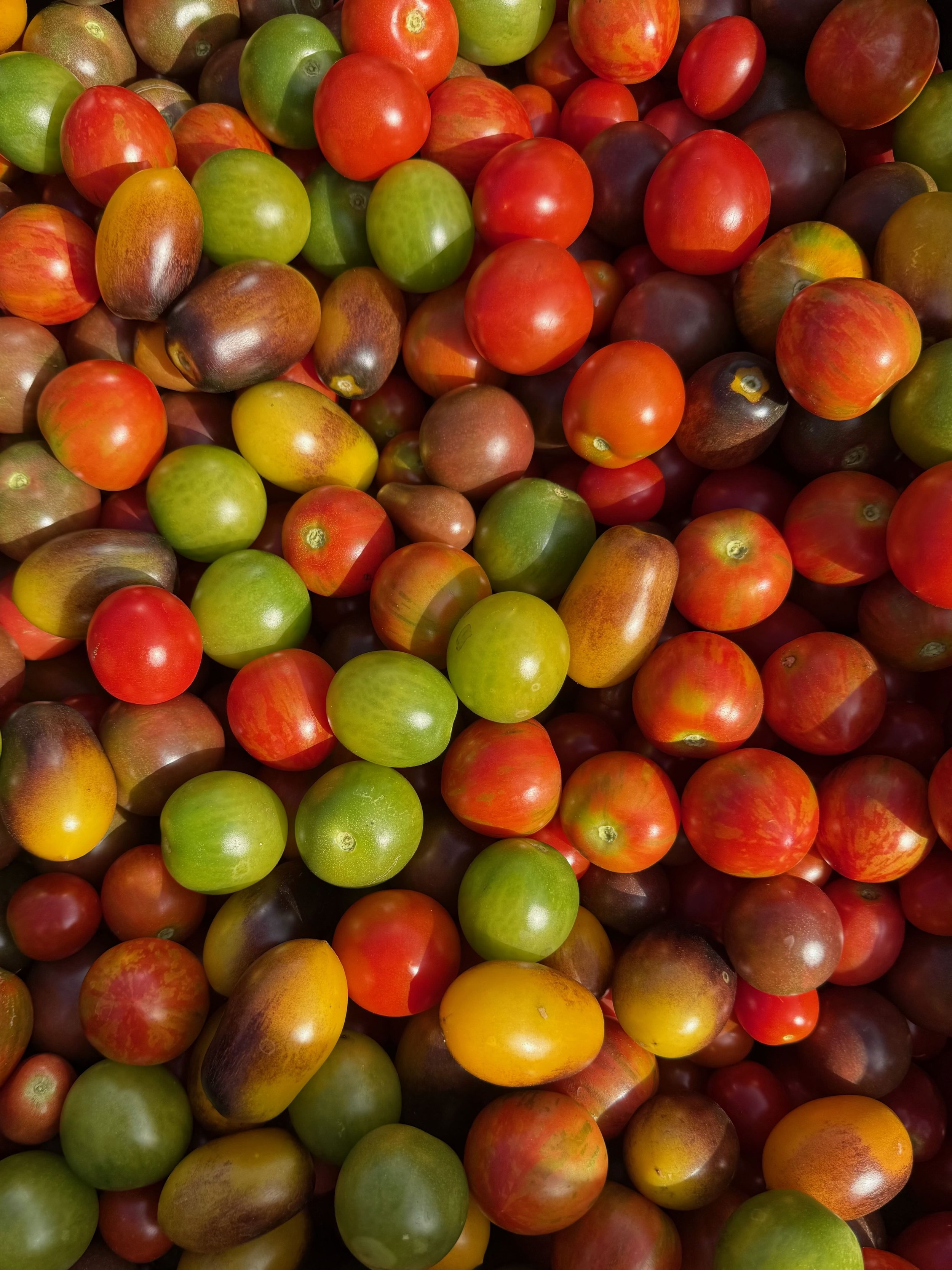 A large collection of colorful cherry tomatoes in various shades of red, green, yellow, and purple.