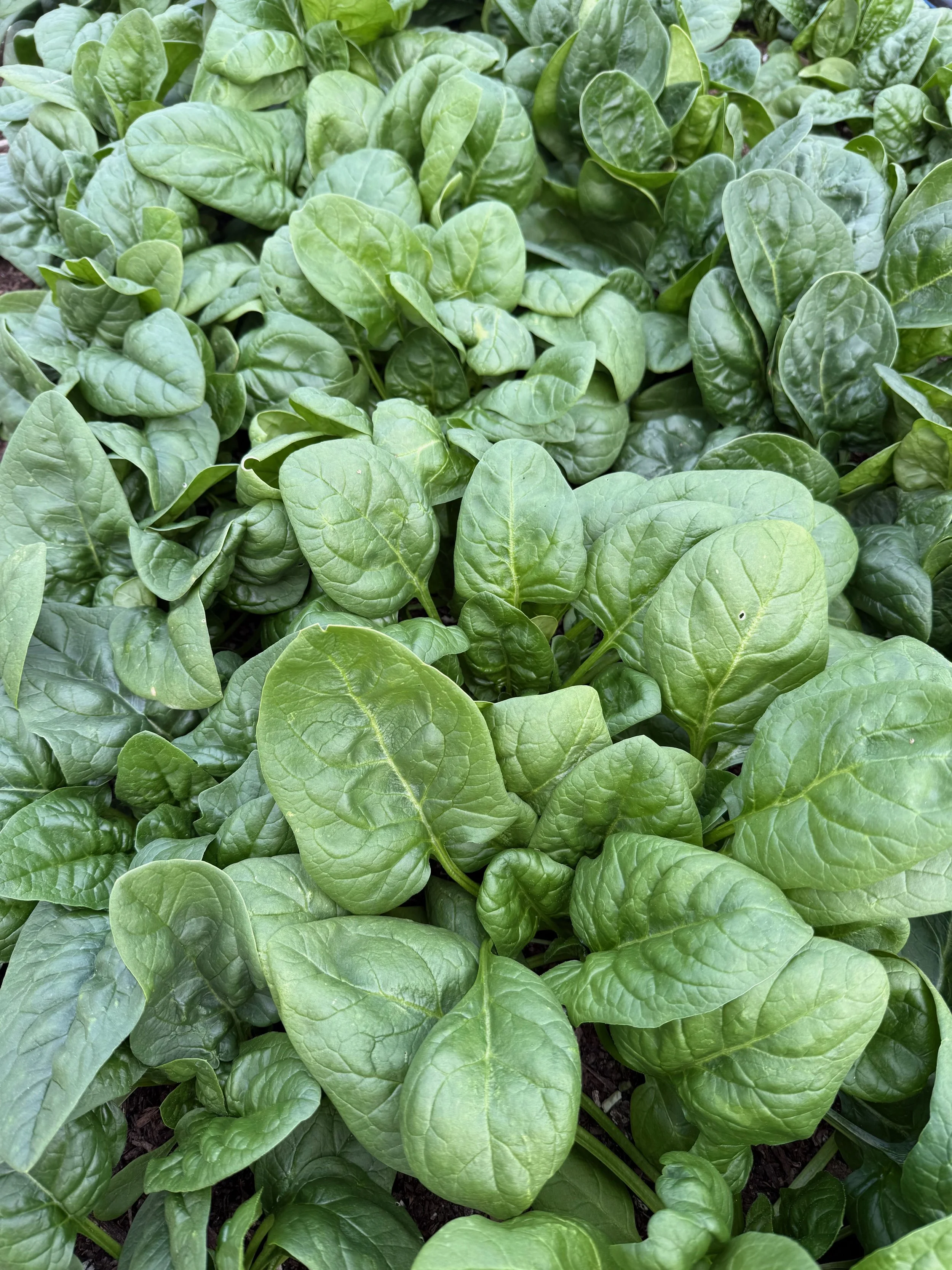 Close-up of green spinach leaves growing in a garden.