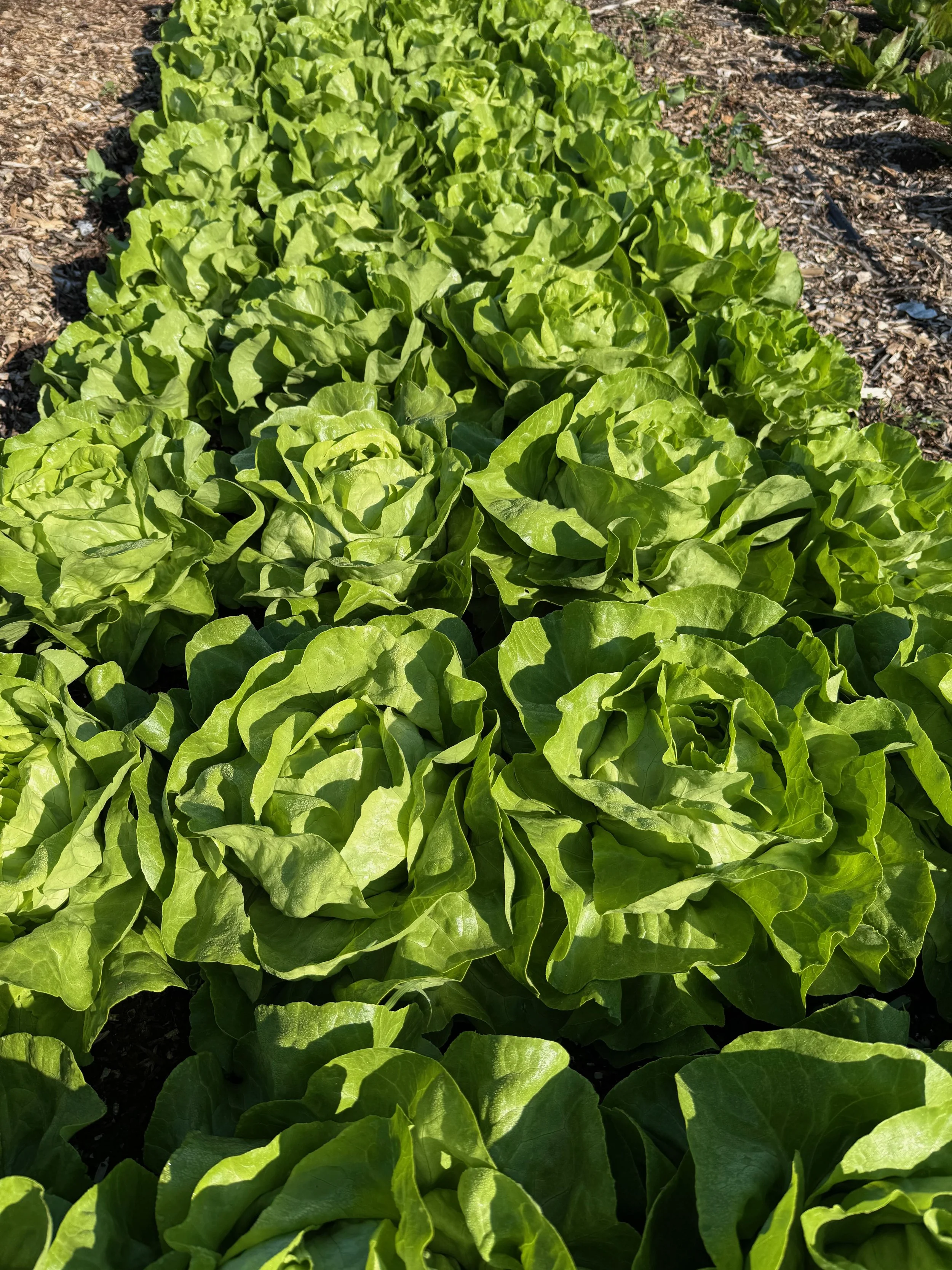 Close-up of rows of green lettuce plants growing in a garden bed.