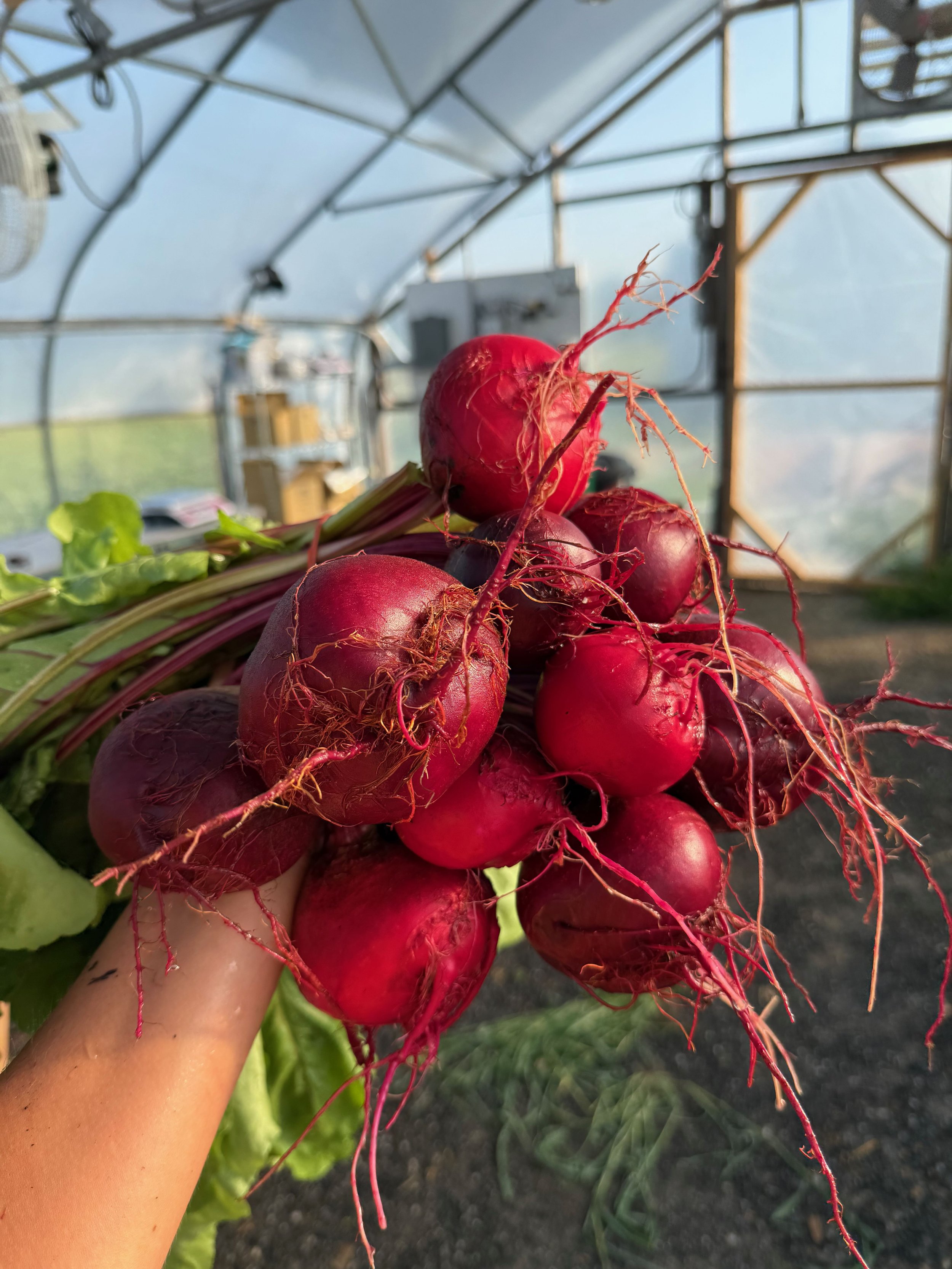 Bunch of freshly harvested red radishes with greens attached, inside a greenhouse.