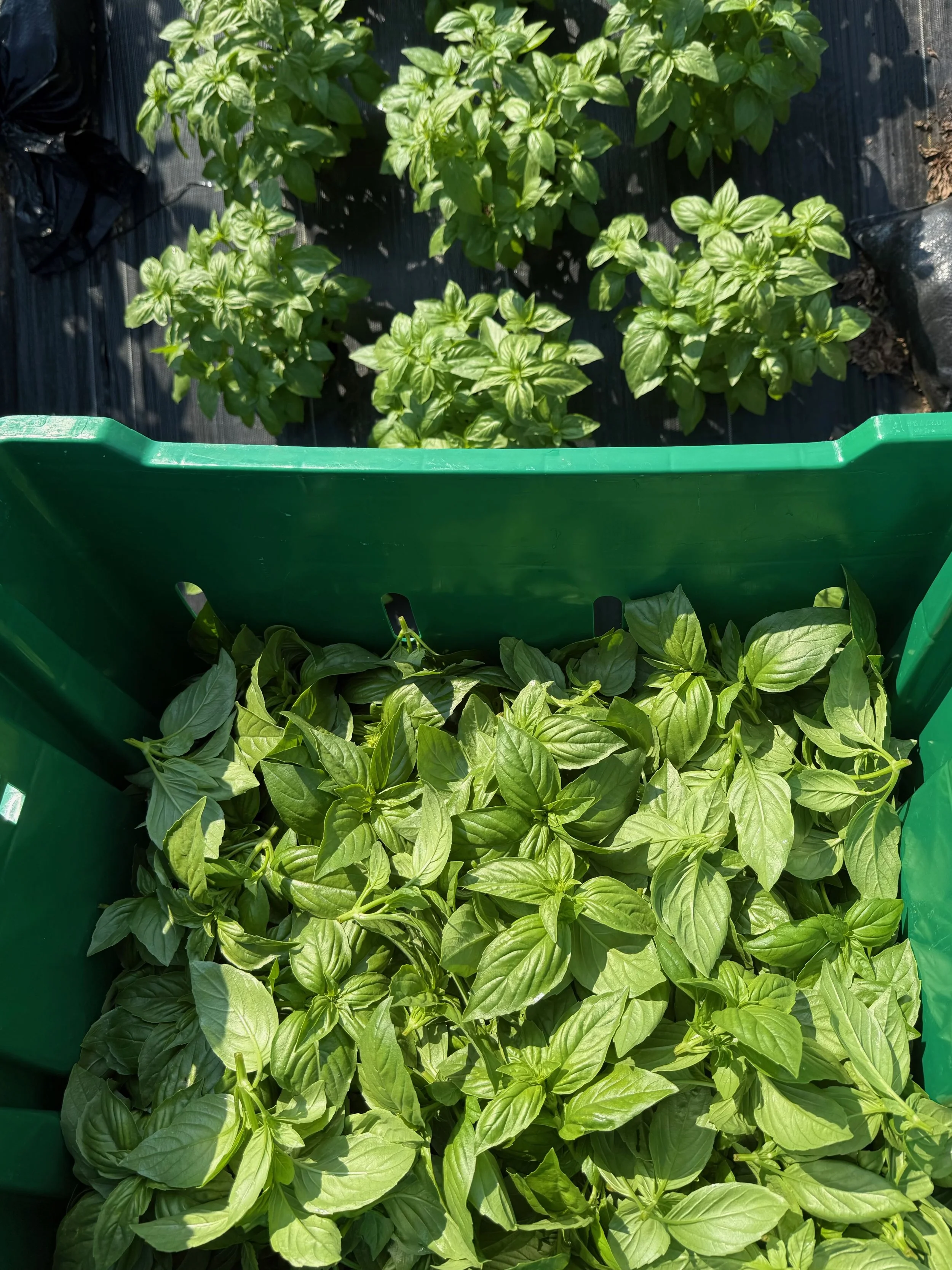 Green basil plants growing in a garden, with some leaves displayed in a green plastic container.