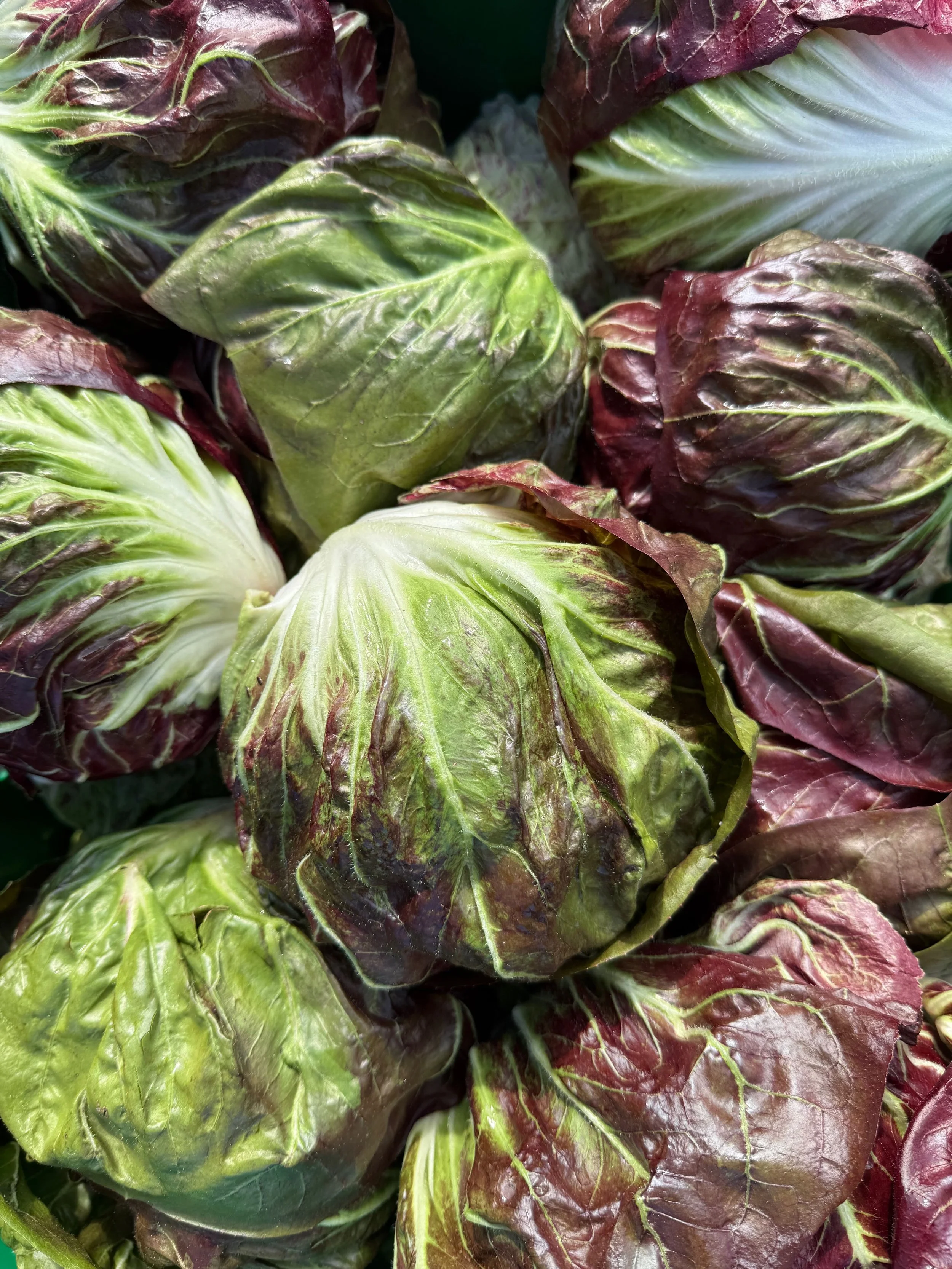 Close-up image of fresh radicchio lettuce heads with green and purple leaves.