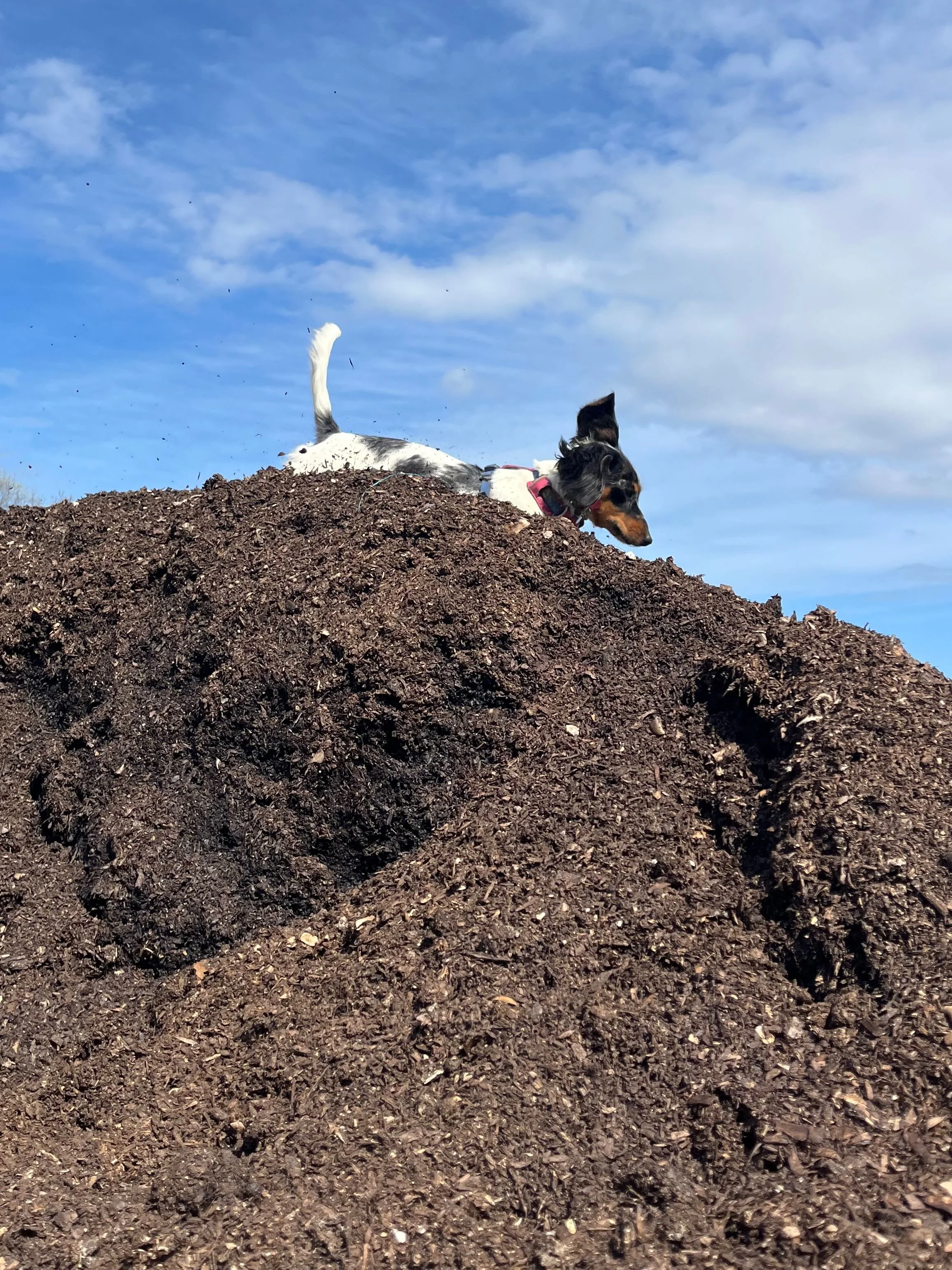 Dog lying on top of a large mound of dirt with a blue sky and clouds in the background.