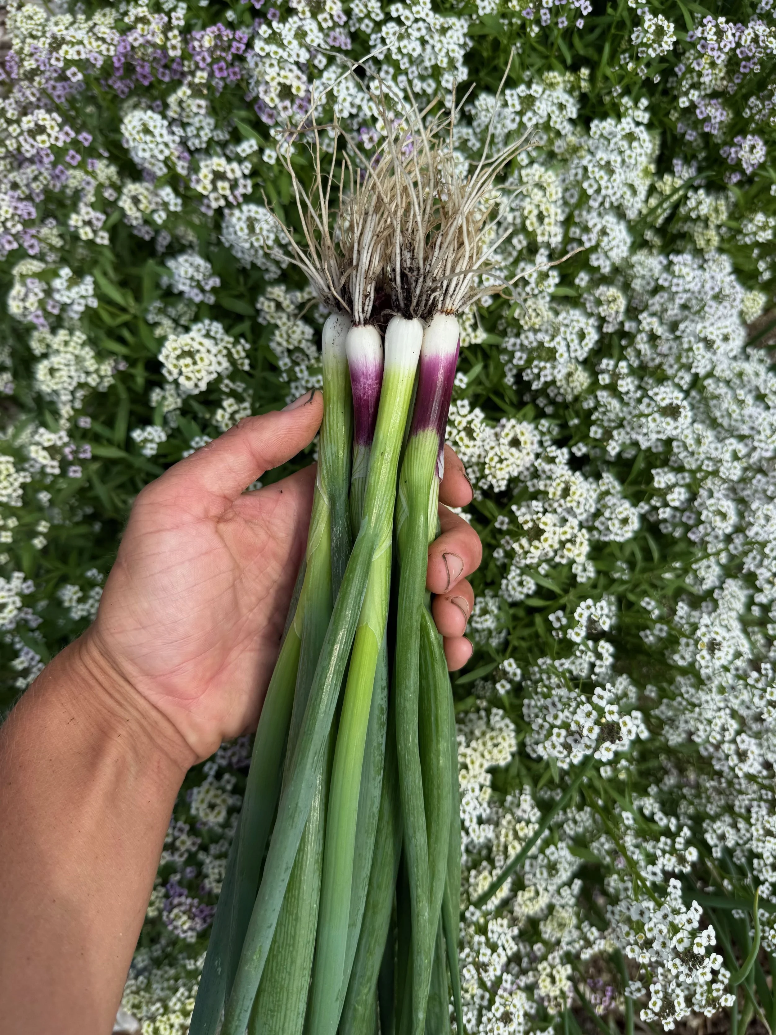 A hand holding fresh green onions with white and purple bulbs against a background of small white and purple flowers.