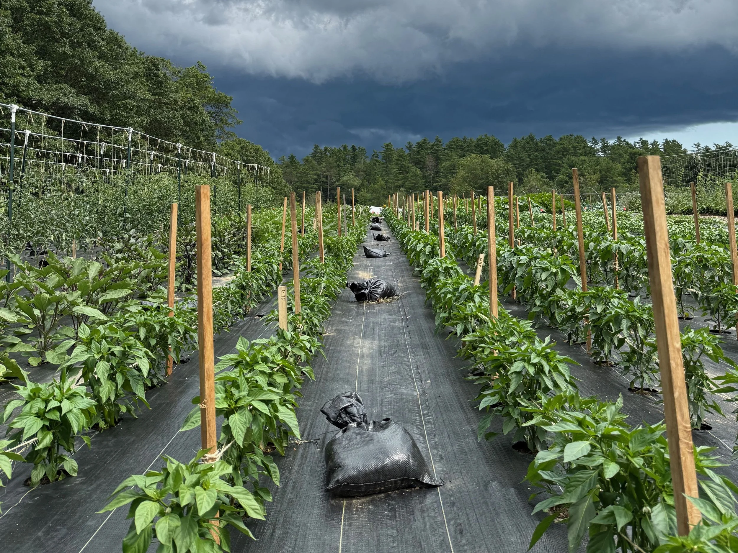 Rows of green pepper plants growing in a farm under a dark, cloudy sky.