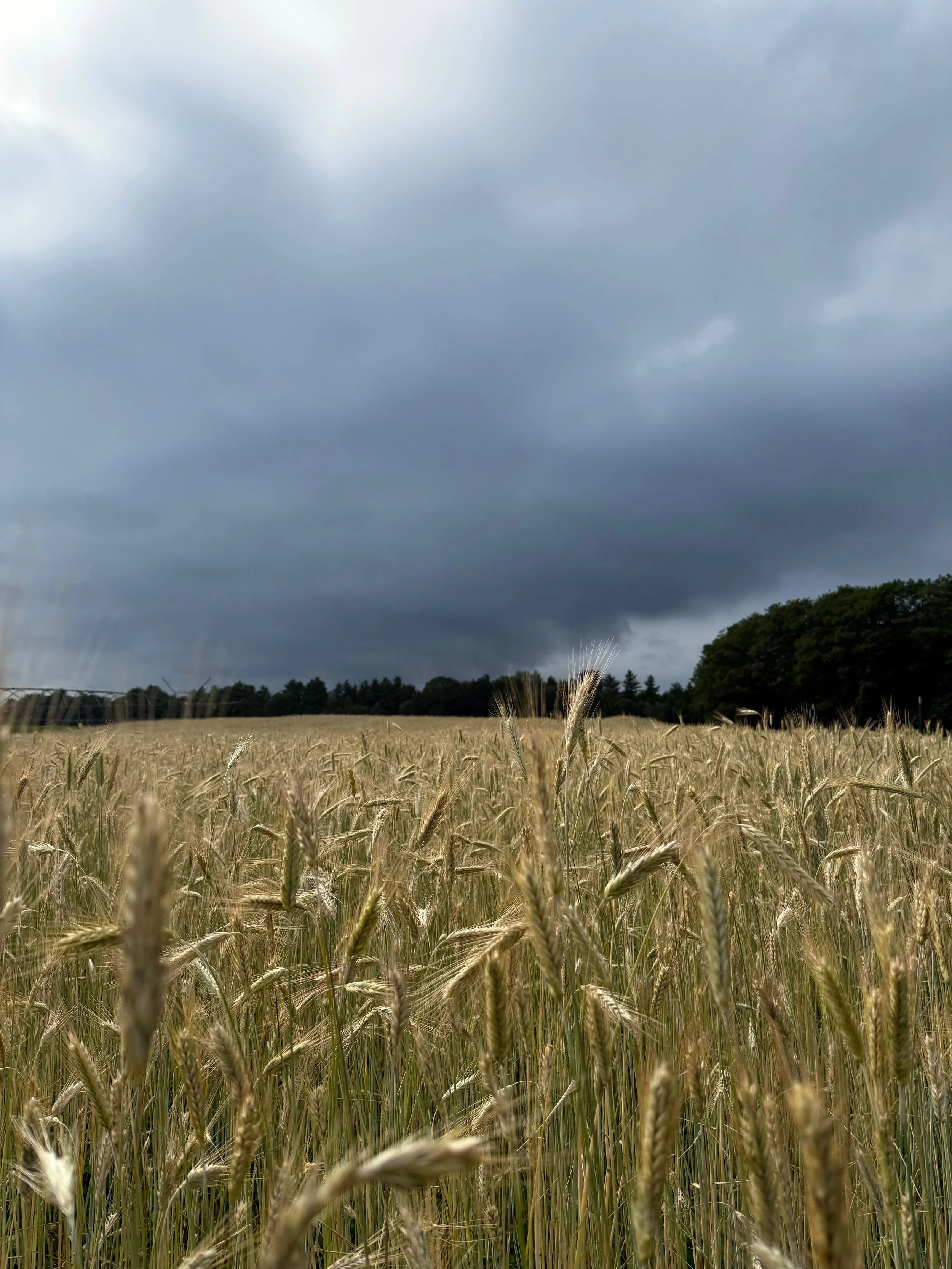 A wheat field with tall, golden stalks under a cloudy, dark sky.