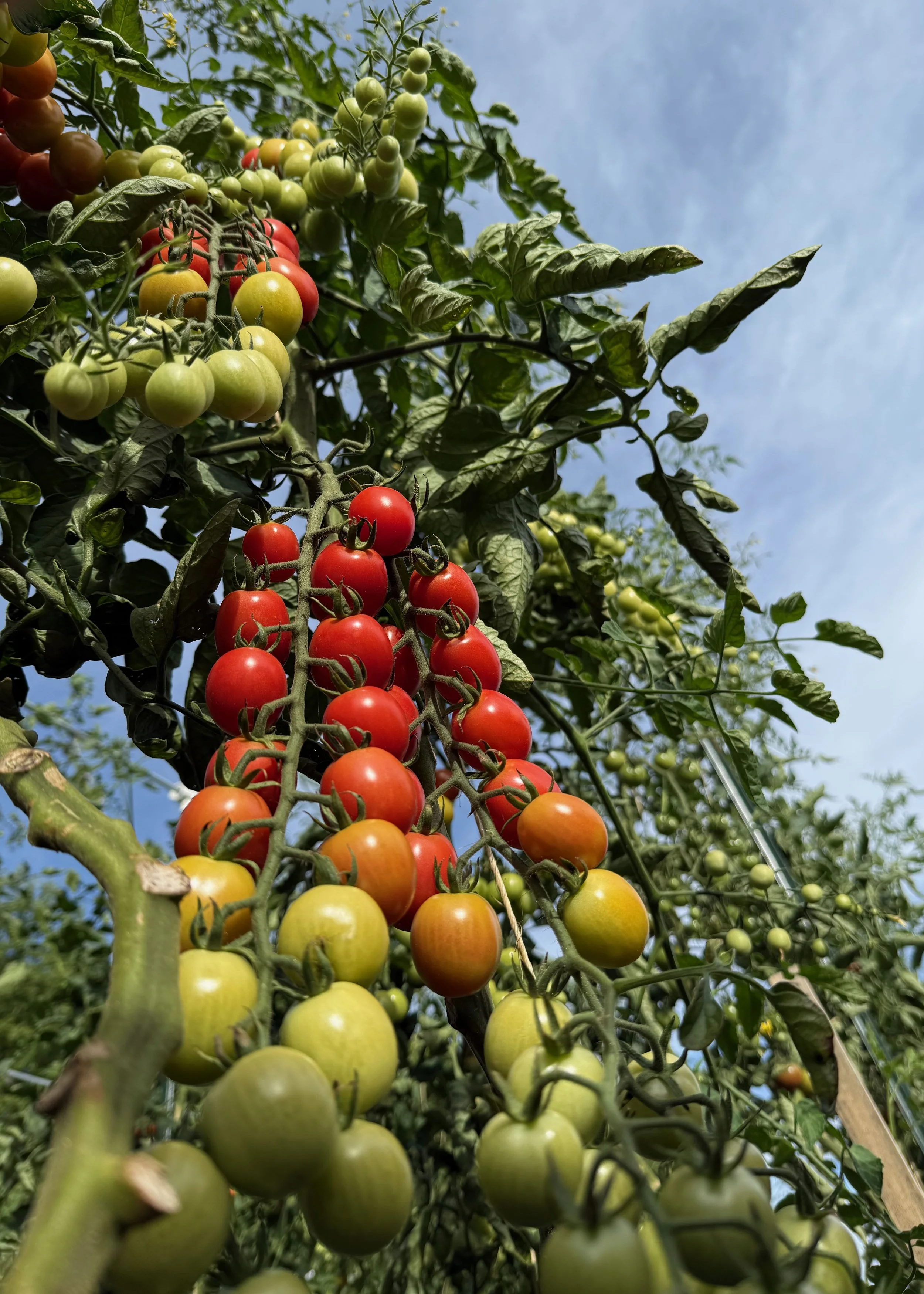 Close-up of a tomato plant with clusters of green, yellow, orange, and red tomatoes against a backdrop of blue sky and green leaves.