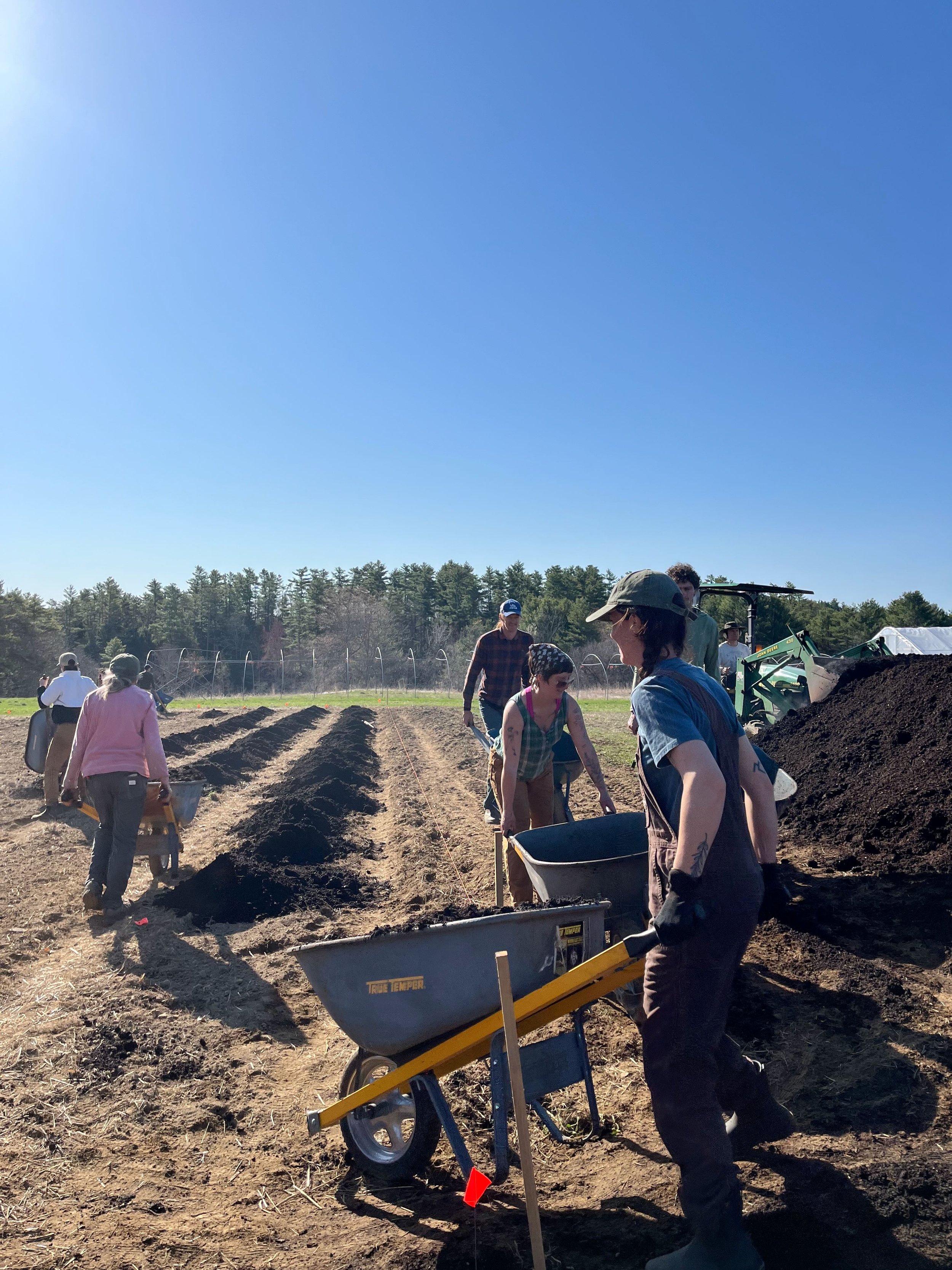 People working together on a farm planting or preparing soil, with a tractor and trees in the background under a clear blue sky.