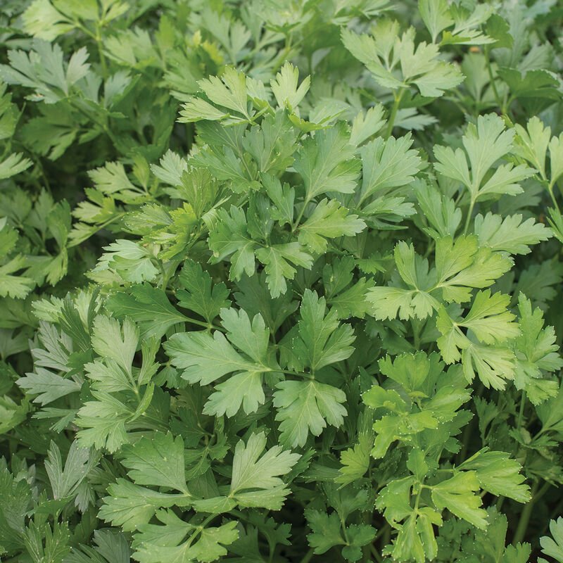 Close-up of fresh green parsley leaves.