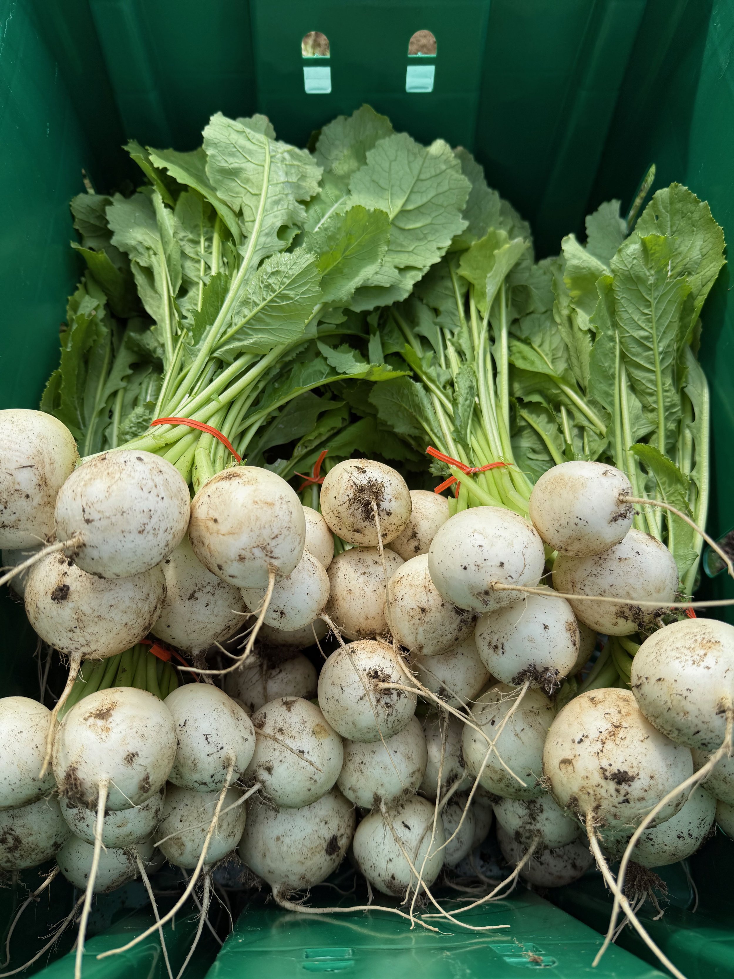 Fresh turnips with green leafy tops inside a green crate.