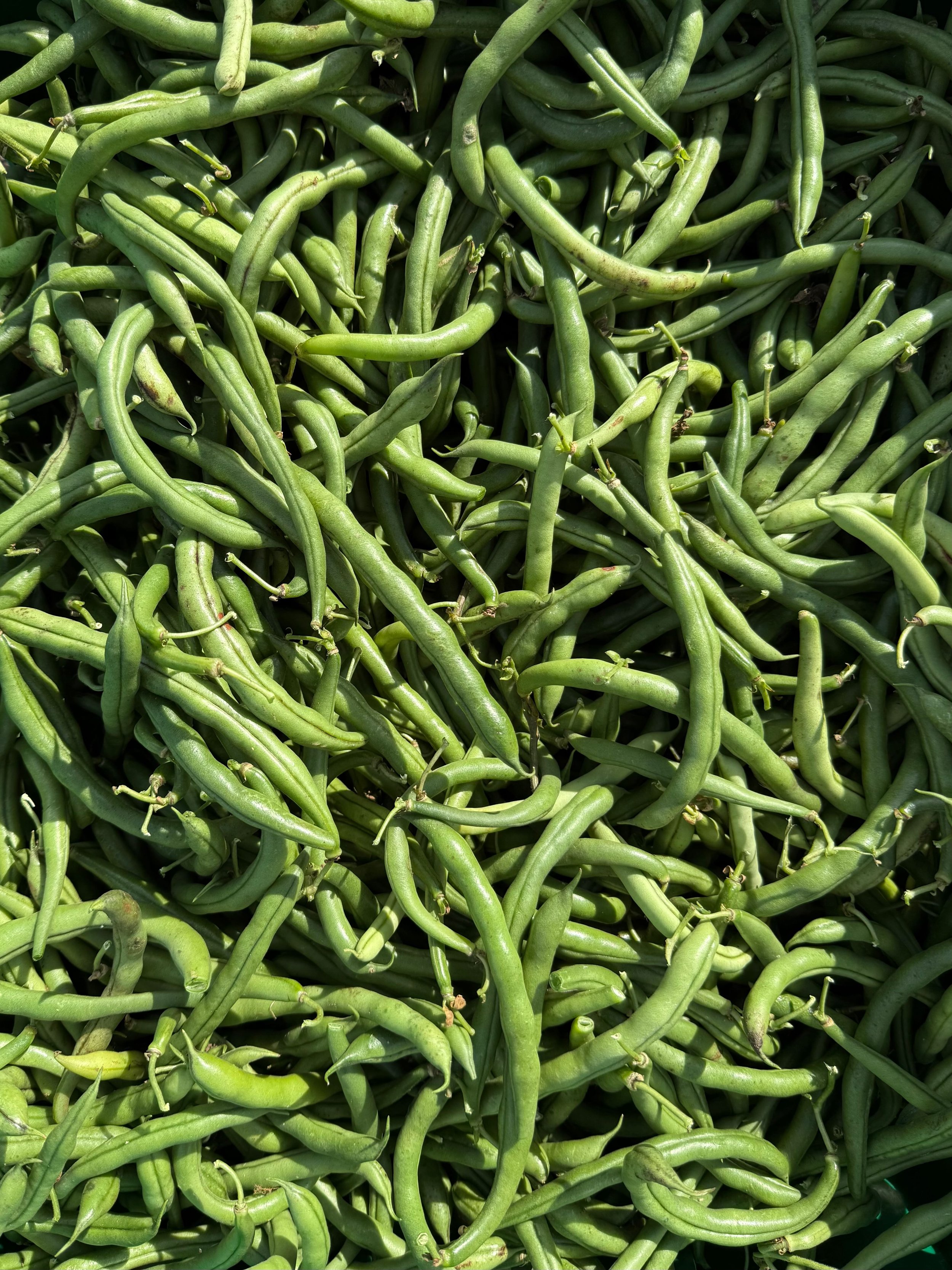 Heap of fresh green green beans
