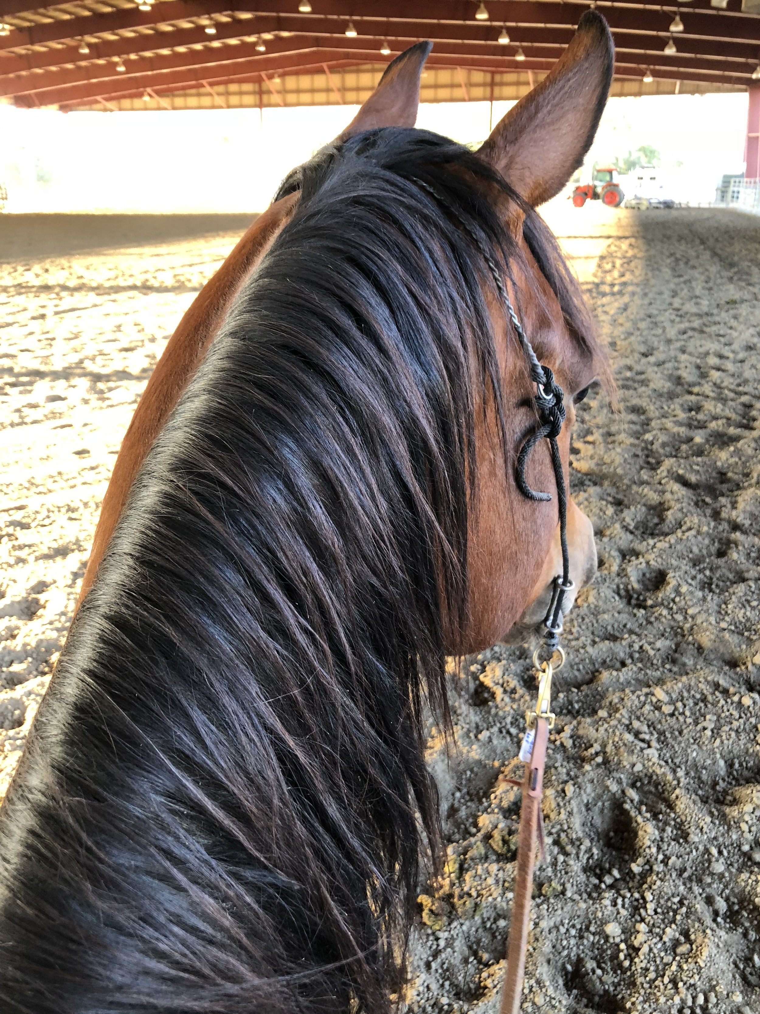 Basic Mane and Mineral Test