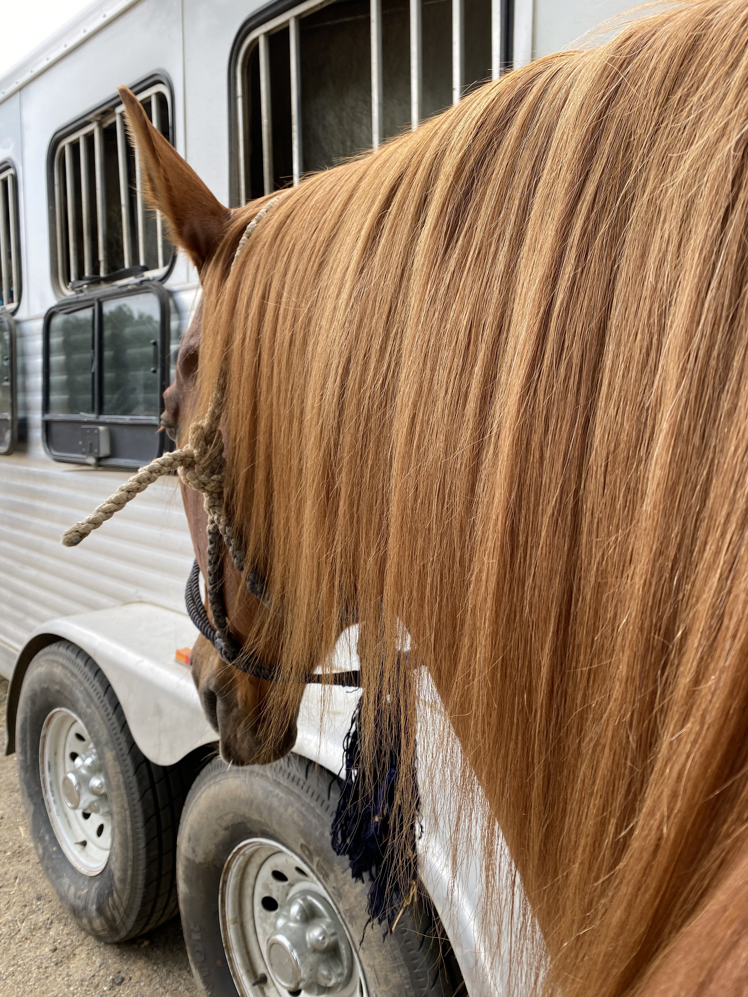 Intermediate Mane & Mineral