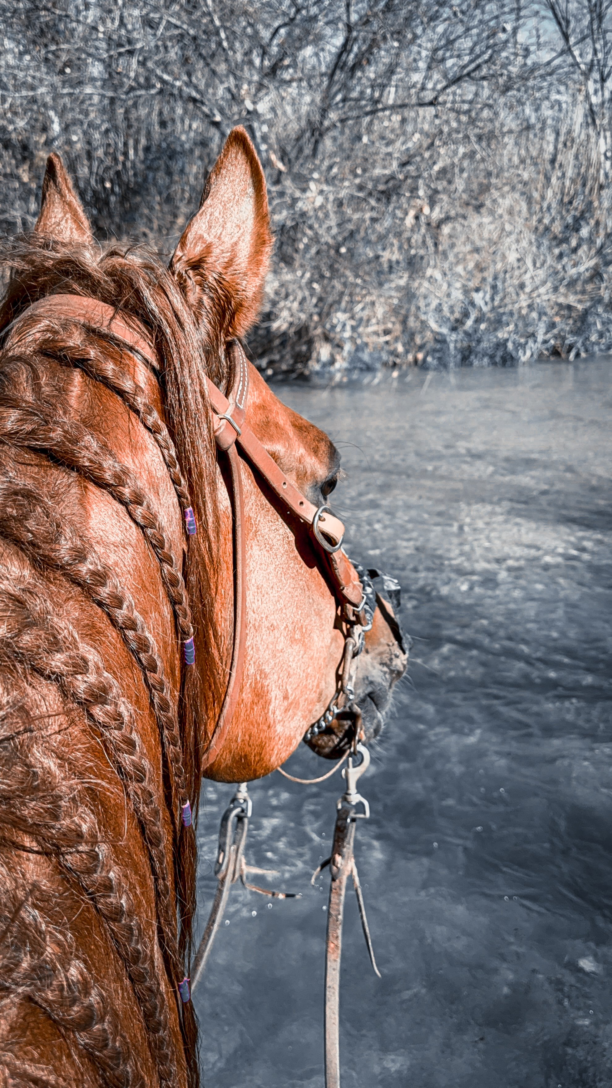 Advanced Equine Nutrition Review