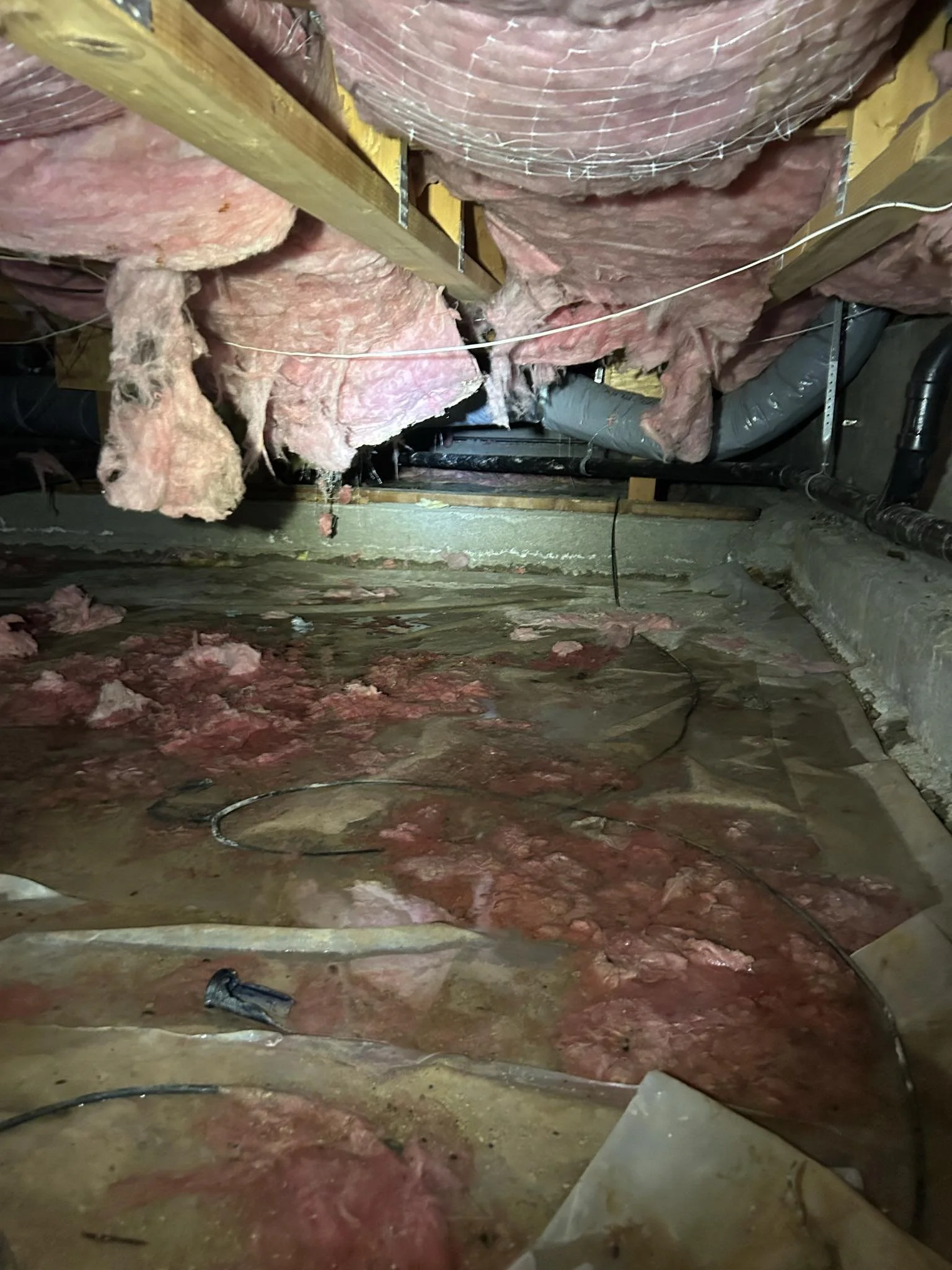 Crawl Space Mold: What You Need to Know to Protect Your Home