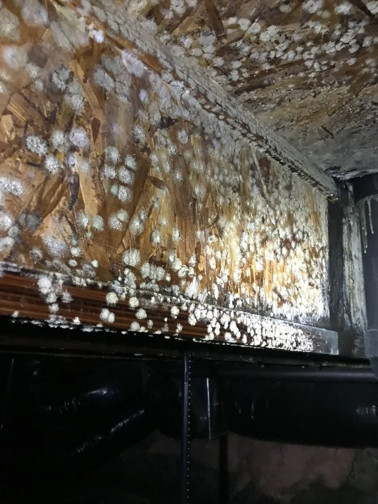 Mold spores on organic material in a crawlspace, from excessive moisture.