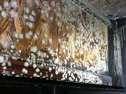 image of mold spores growing on particle board in a crawlspace