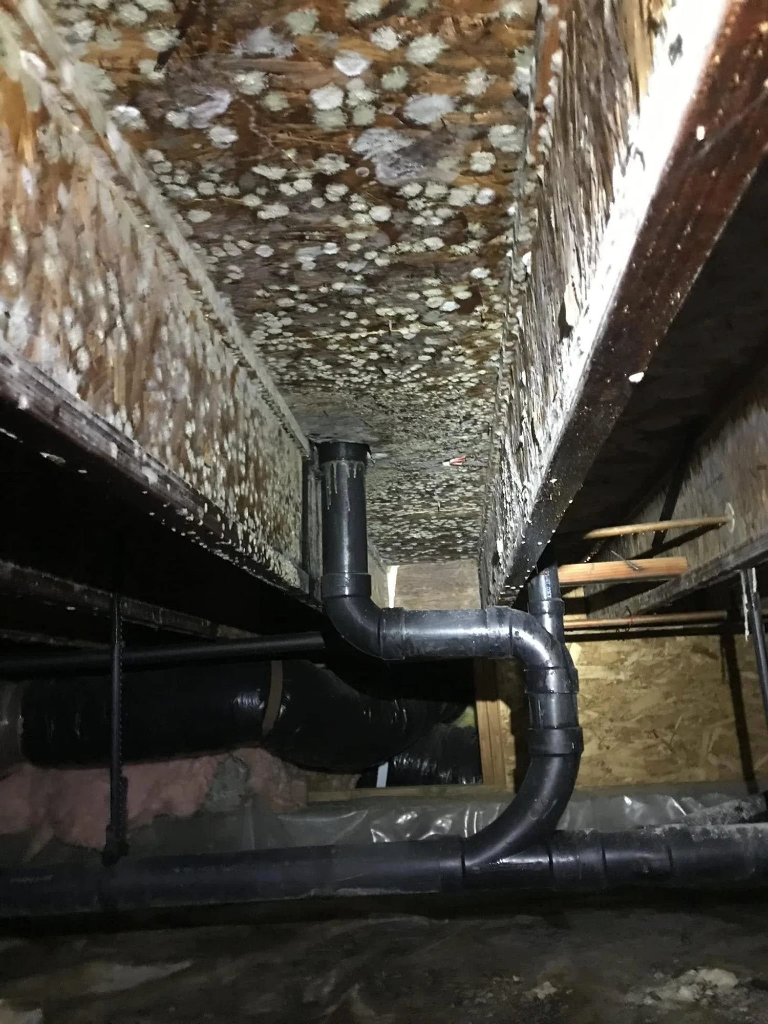 Mold in a crawlspace, from the Sierra Water & Mold project gallery.