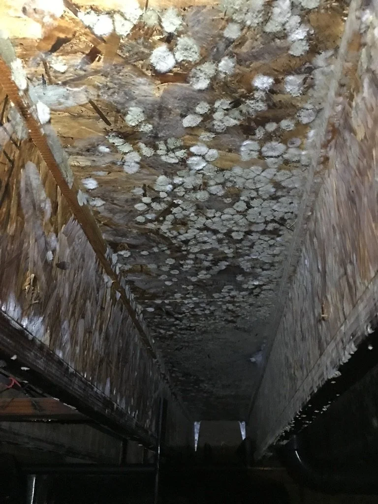 Ceiling with mold growth in an attic or crawl space.