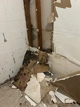 Image of wall crumbling with heavy mold behind drywall and framing from long-term moisture