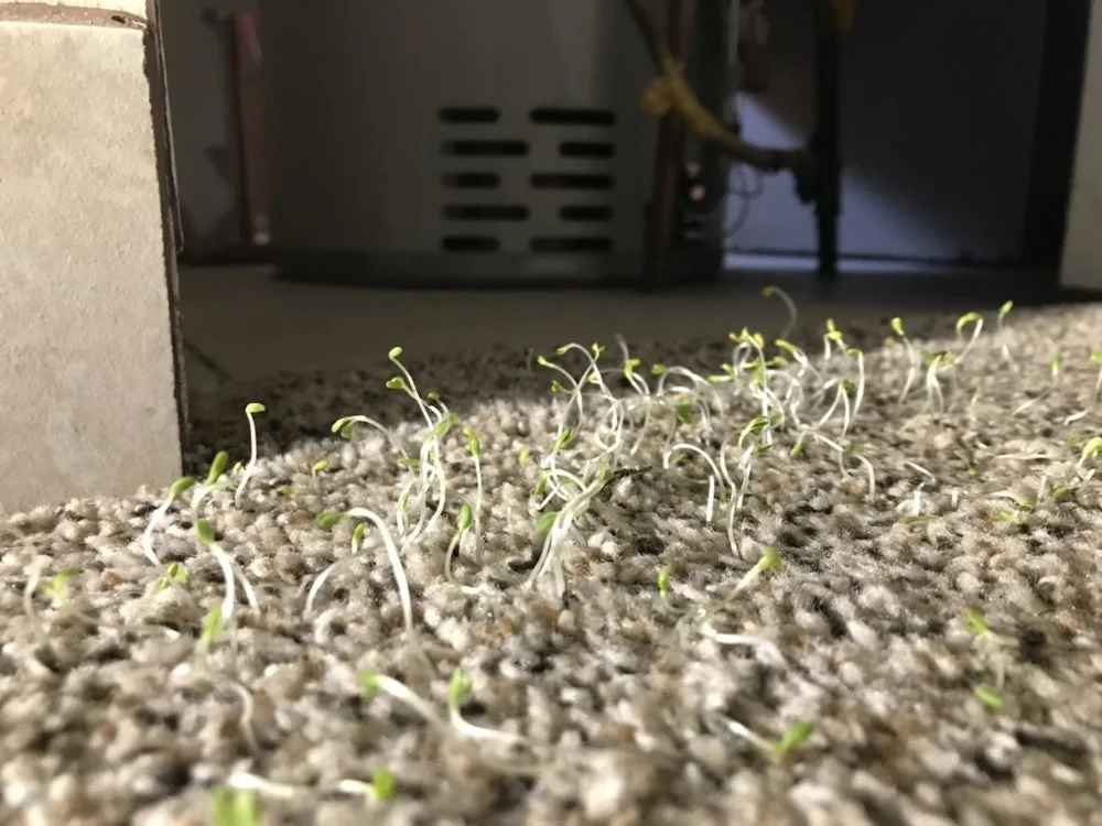 Grass sprouts growing through carpet indoors.