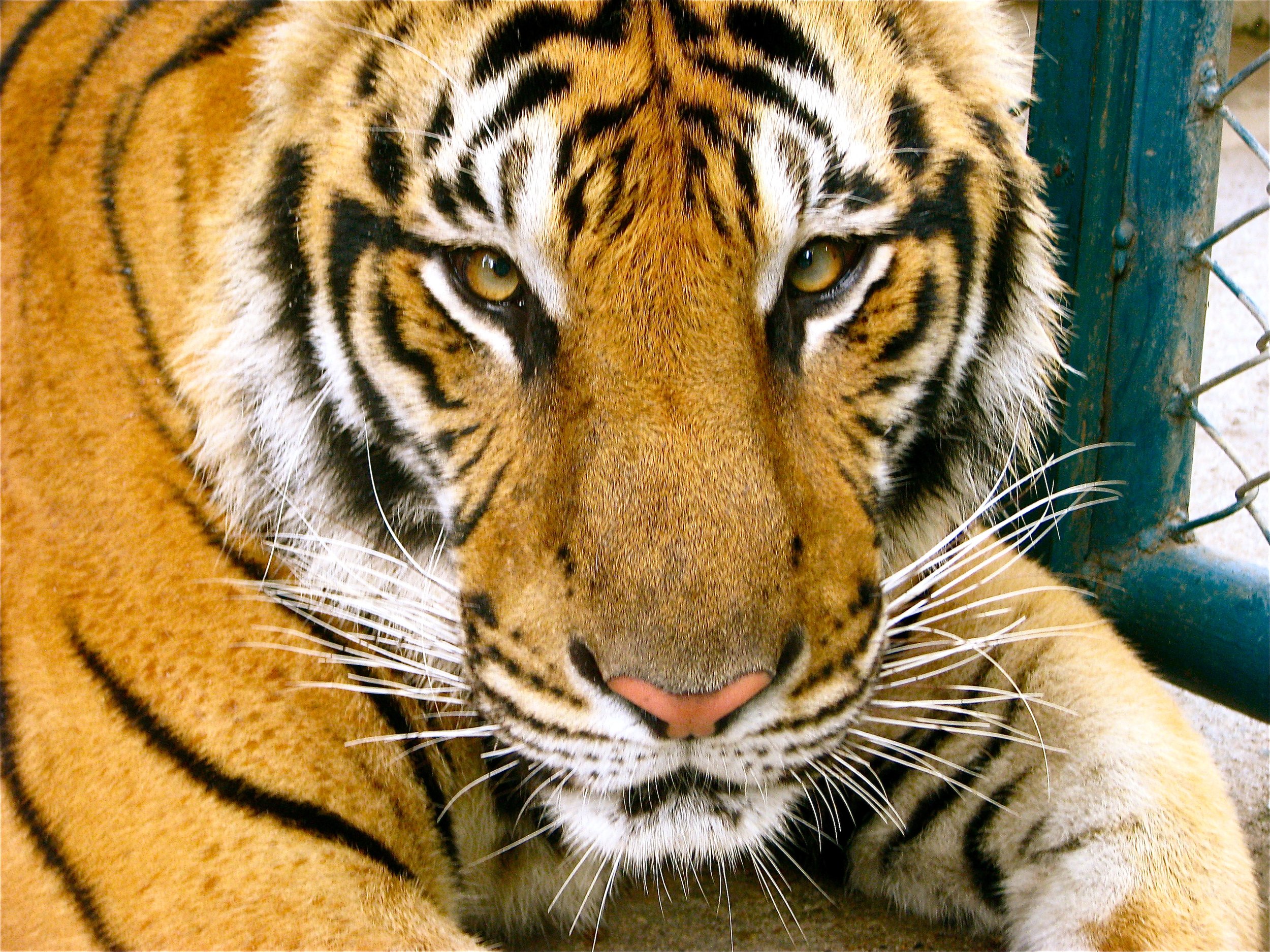 Tiger Stare, Chiang Mai, Thailand