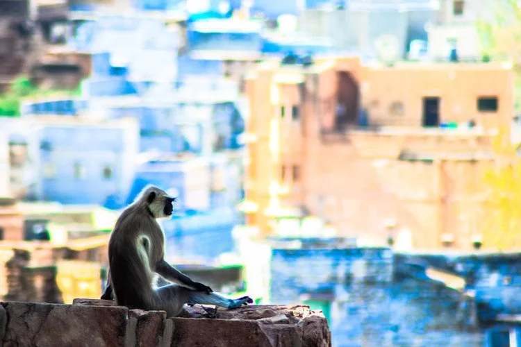 Monkey Business, Jodhpur, India