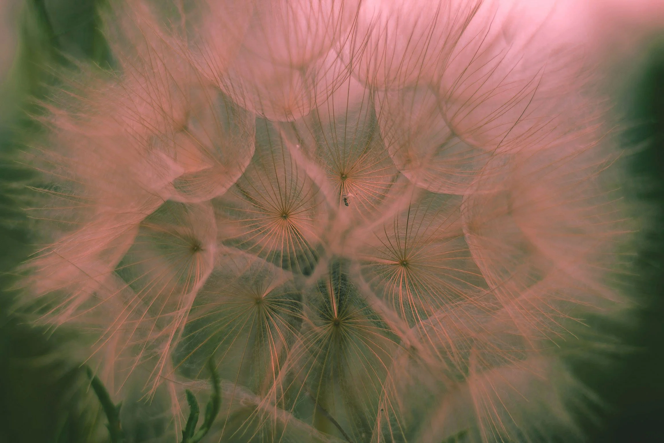 Debbie Radzinsky, LCSW Flower: Licensed Psychotherapist in Austin Texas and New York