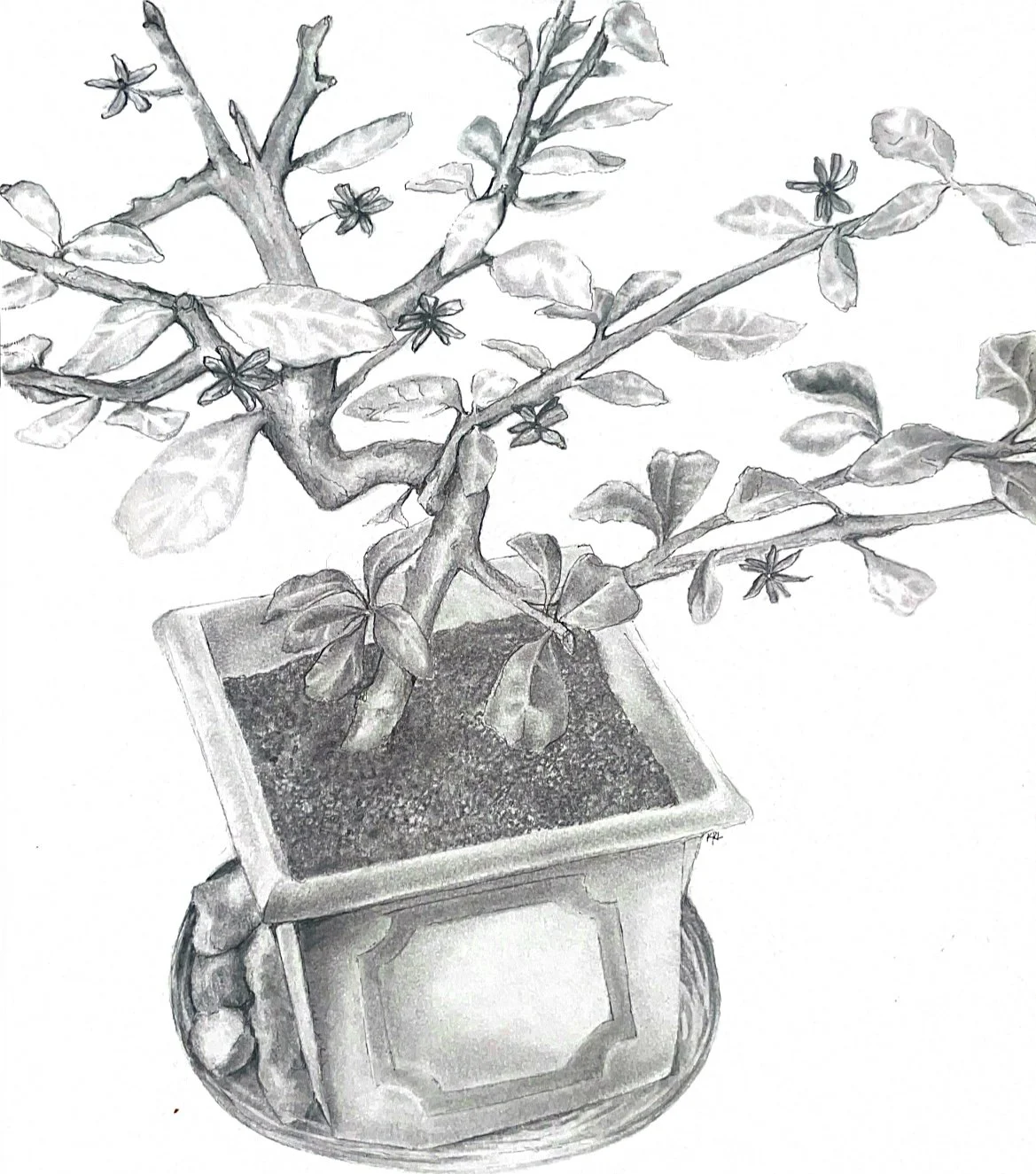 Tea Bonsai (1).JPG