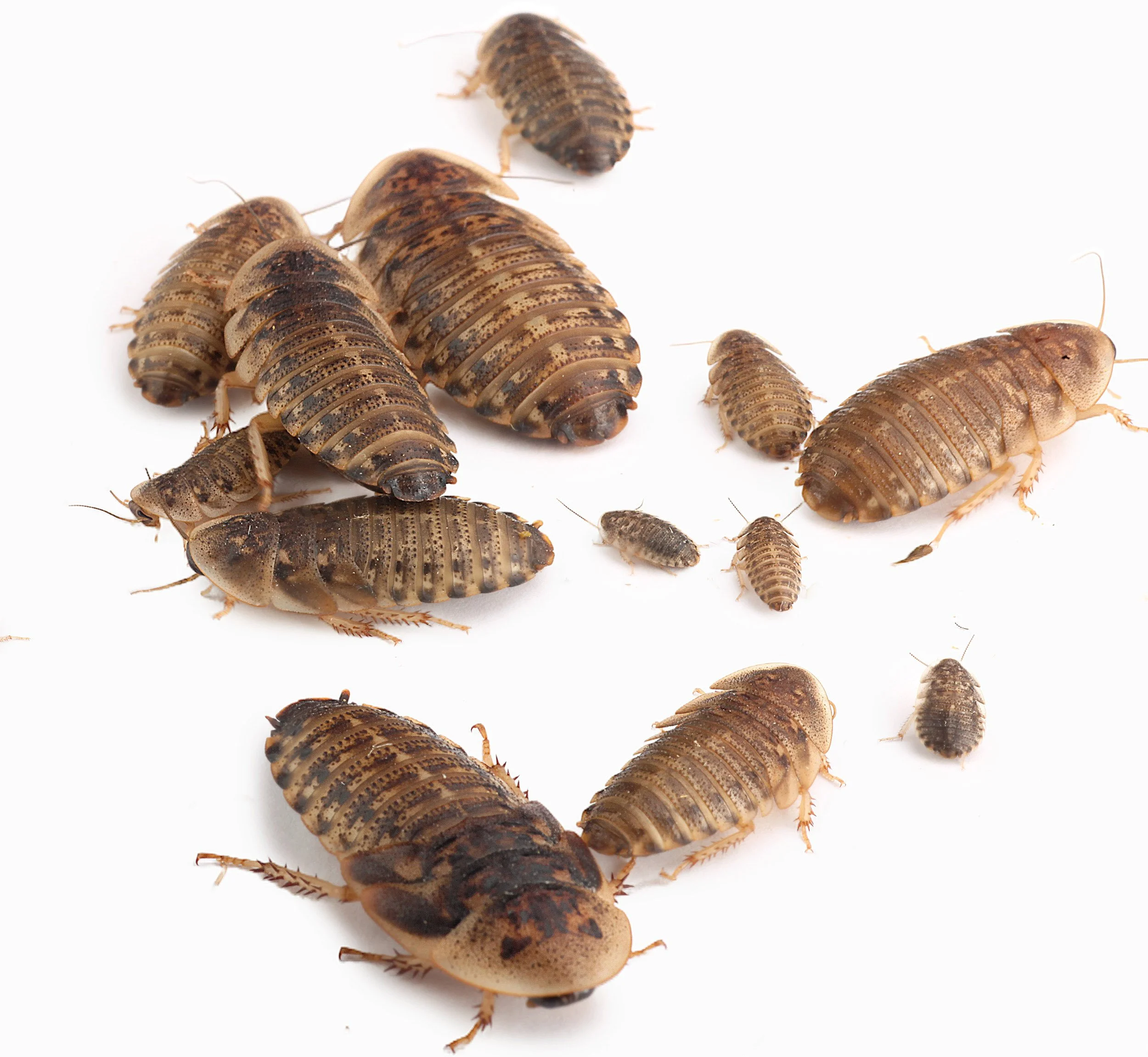 Several darkling beetles of different sizes on a white background.