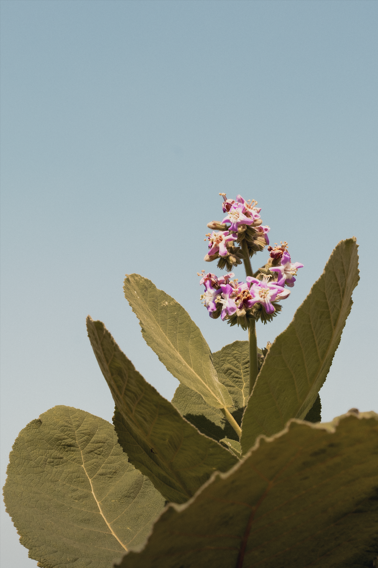 Captura de pantalla 2026-03-19 a la(s) 6.50.35 p.m..png