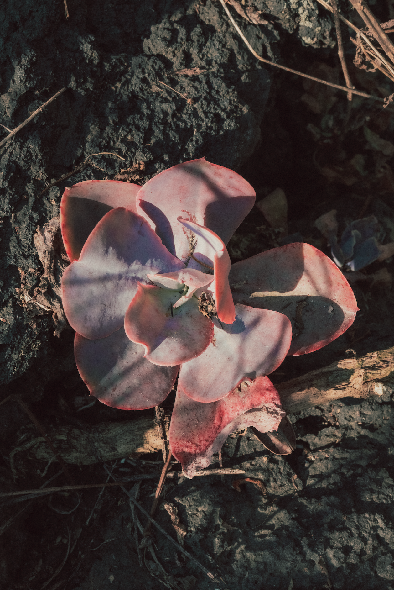 Captura de pantalla 2026-03-19 a la(s) 6.51.31 p.m..png