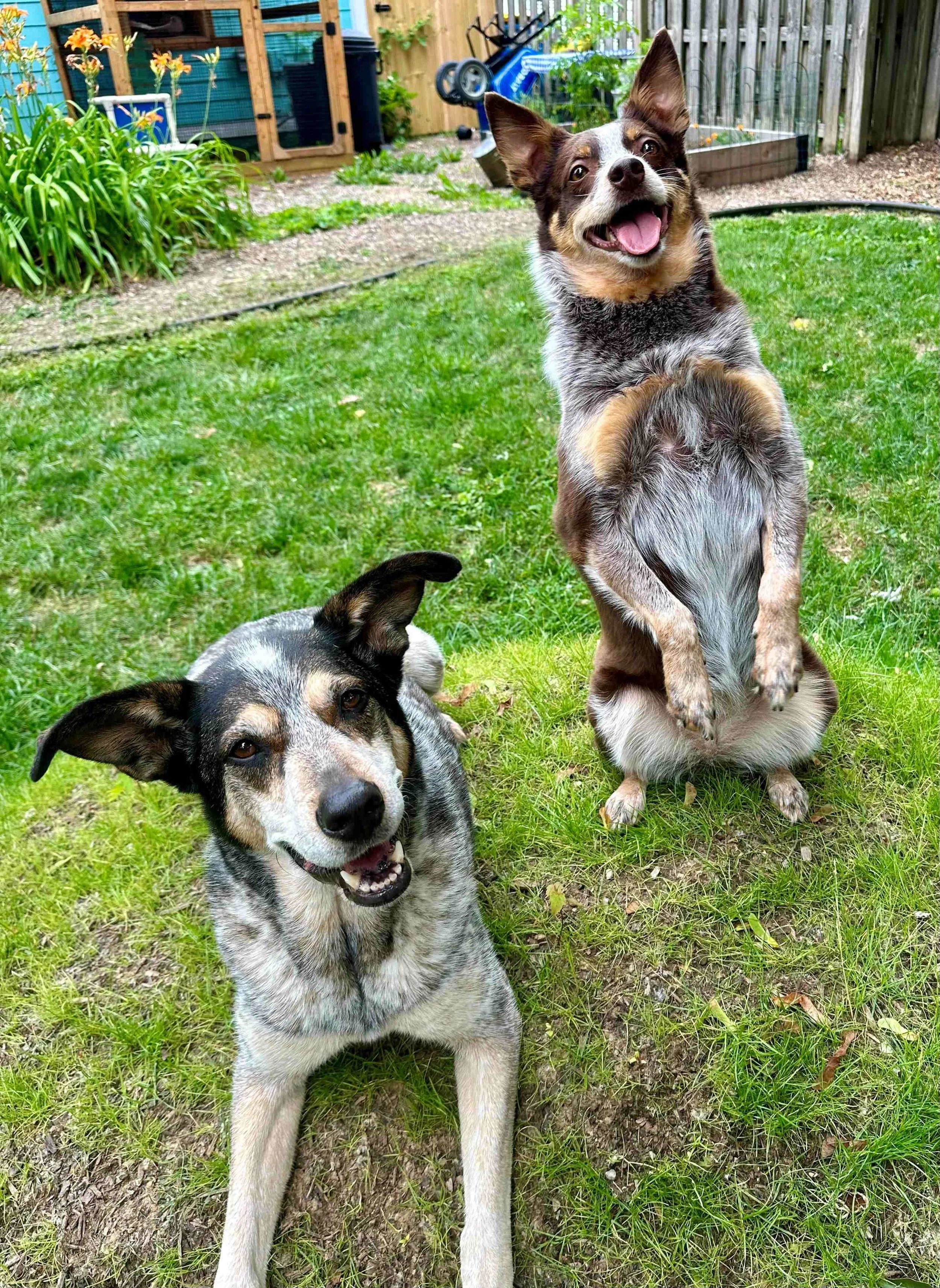 Two dogs playing on a grassy backyard, one dog sitting and the other jumping in the air.